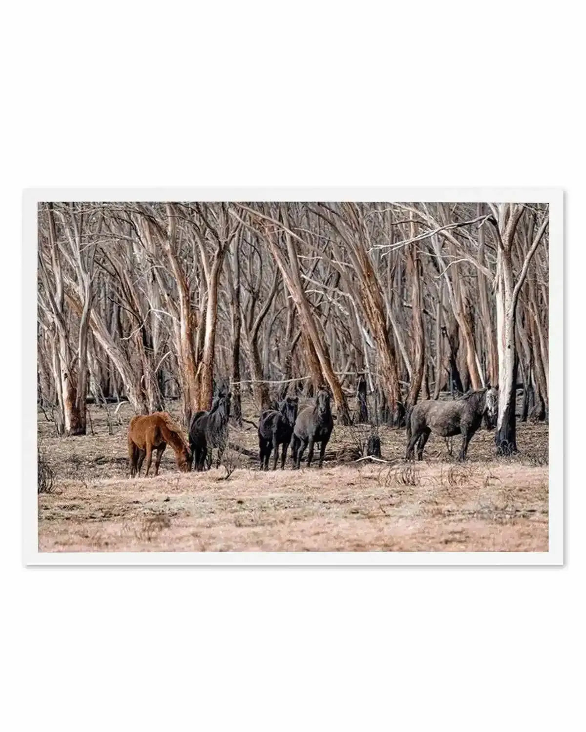 Wild Brumbies | After Fire Art Print from Olive et Oriel where you can shop wallpaper and artworks online