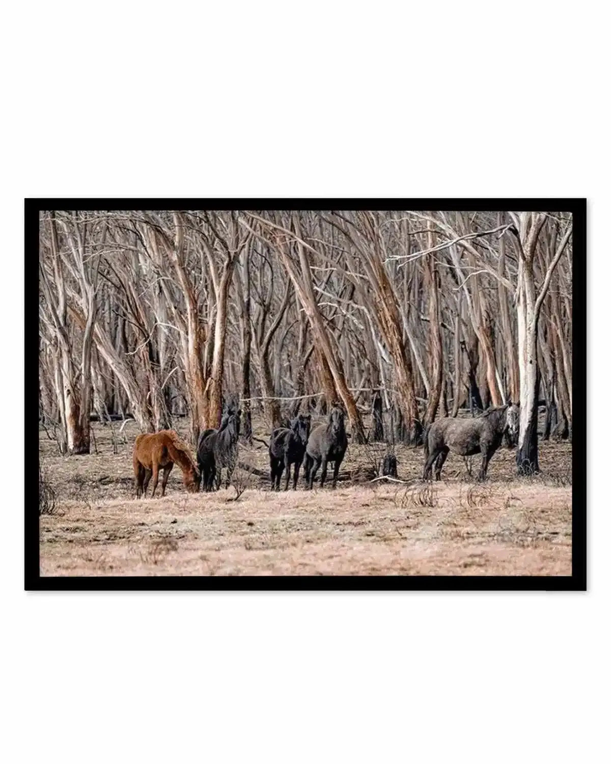 Wild Brumbies | After Fire Art Print from Olive et Oriel where you can shop wallpaper and artworks online