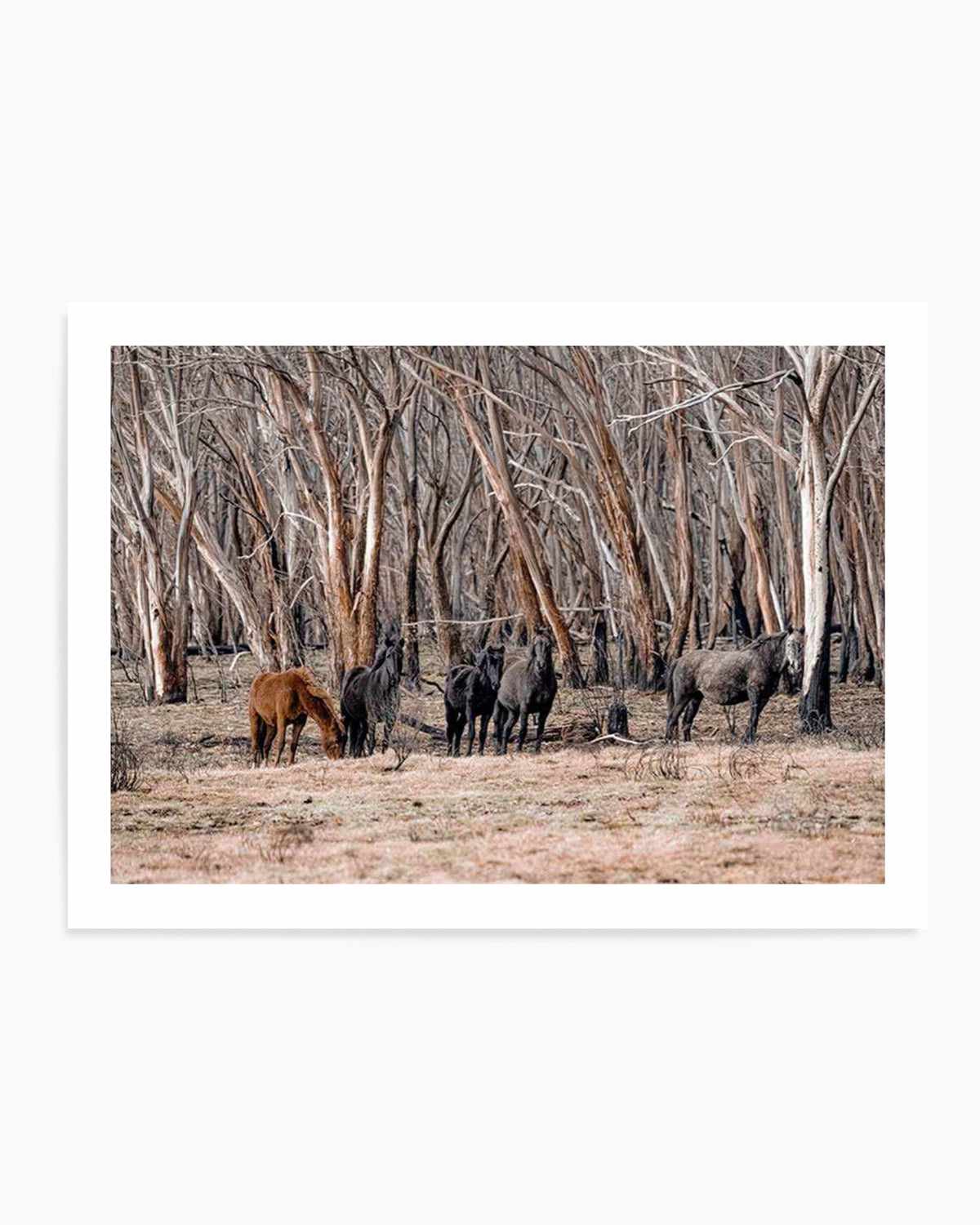 Wild Brumbies | After Fire Art Print