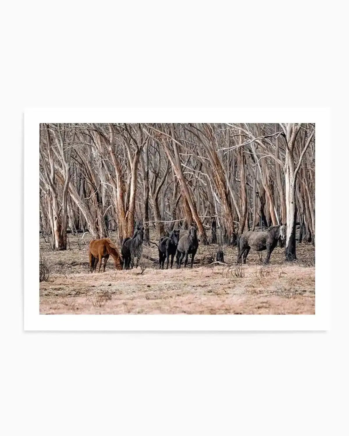 Wild Brumbies | After Fire Art Print from Olive et Oriel where you can shop wallpaper and artworks online