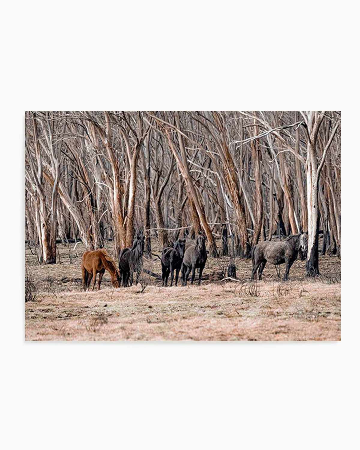 Wild Brumbies | After Fire Art Print