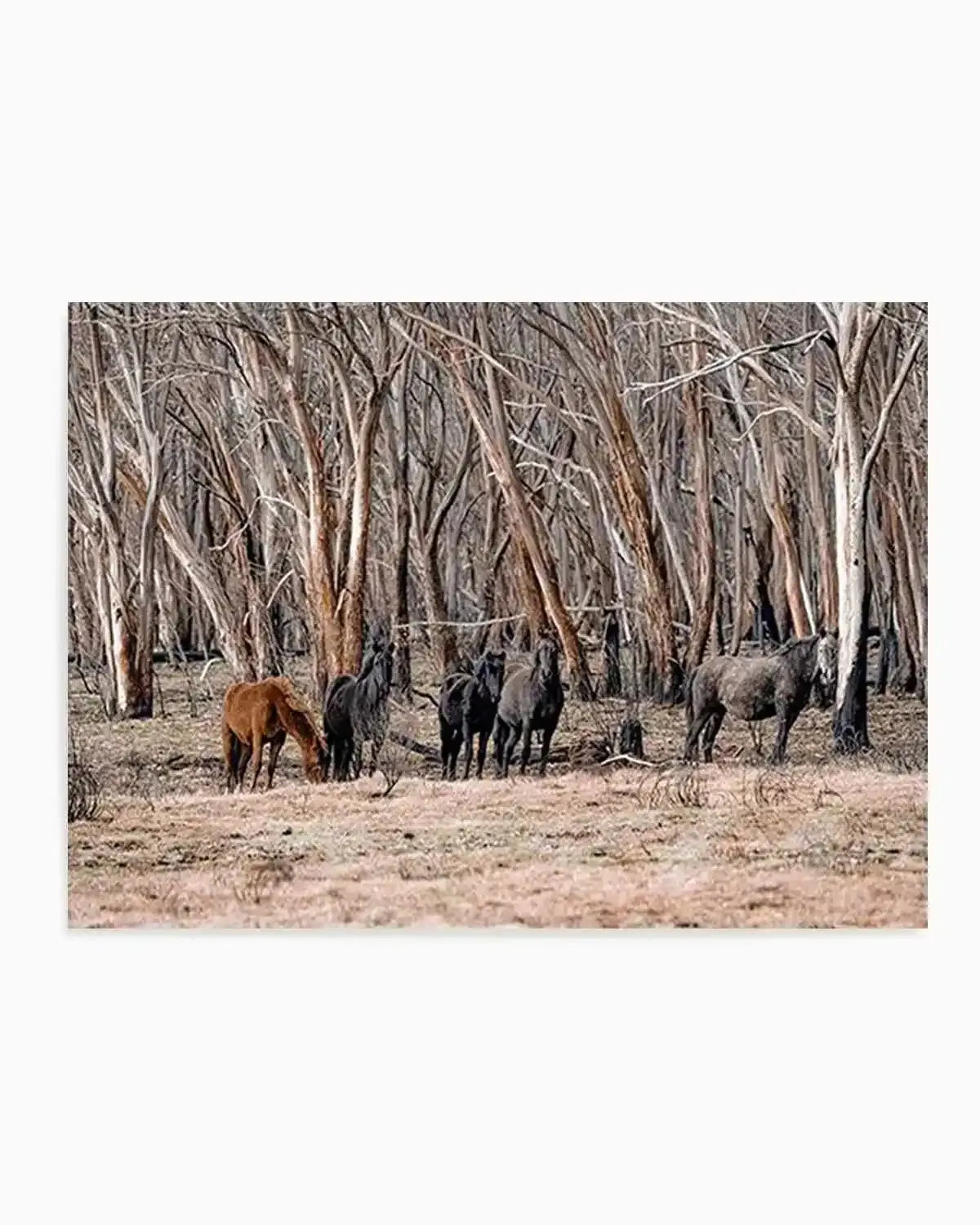 Wild Brumbies | After Fire Art Print from Olive et Oriel where you can shop wallpaper and artworks online