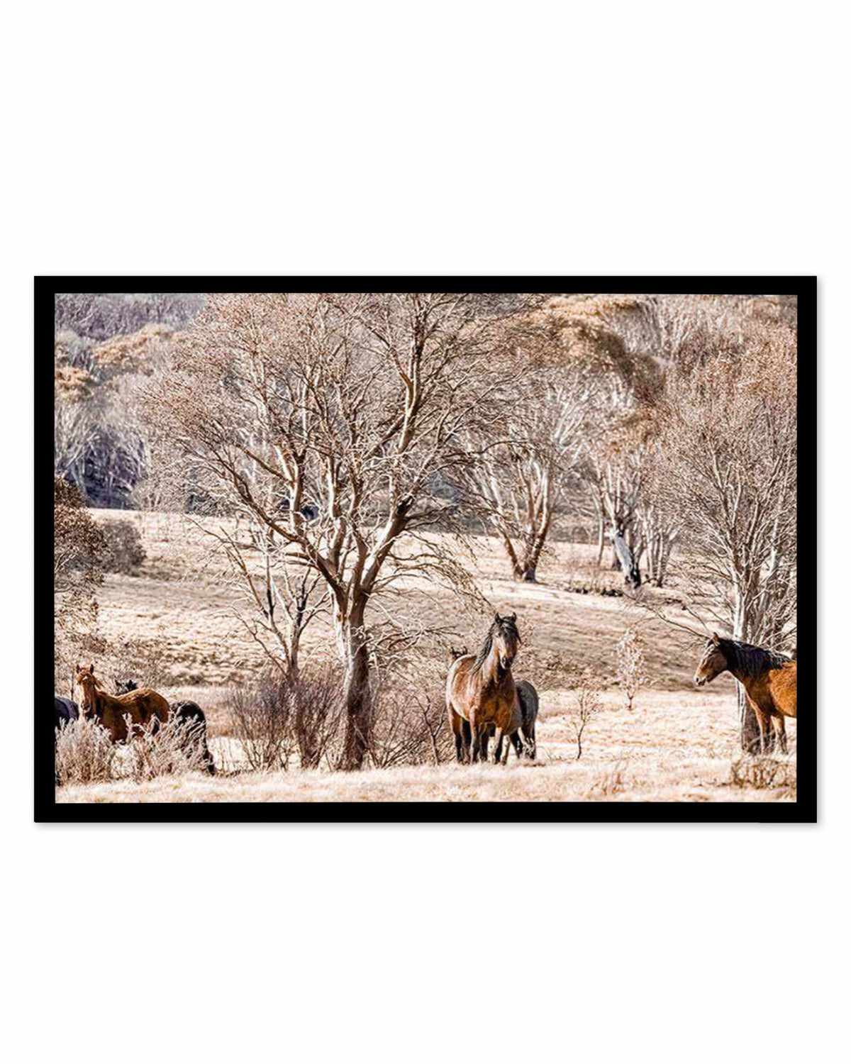 Wild Brumbies | Protector Art Print