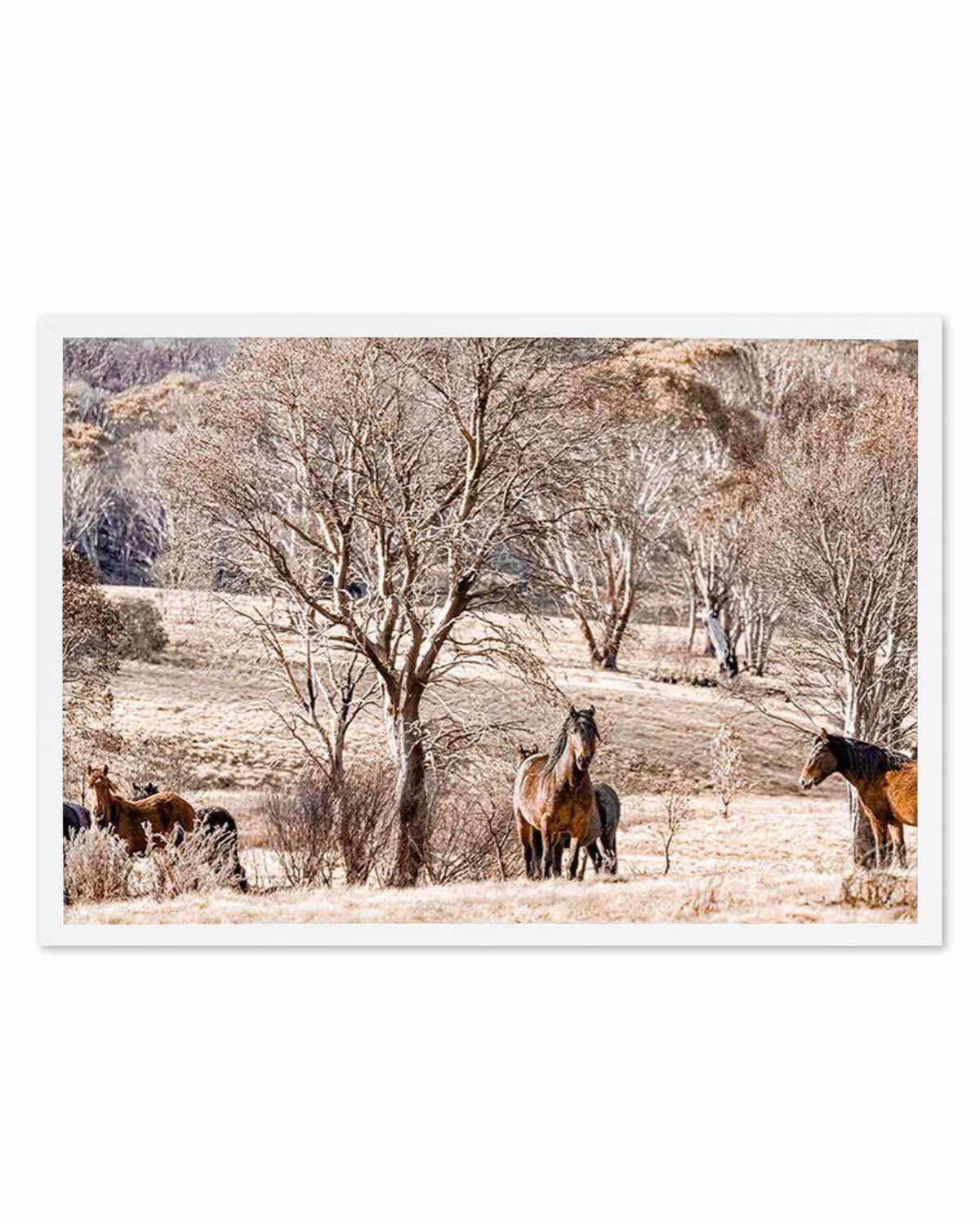 Wild Brumbies | Protector Art Print