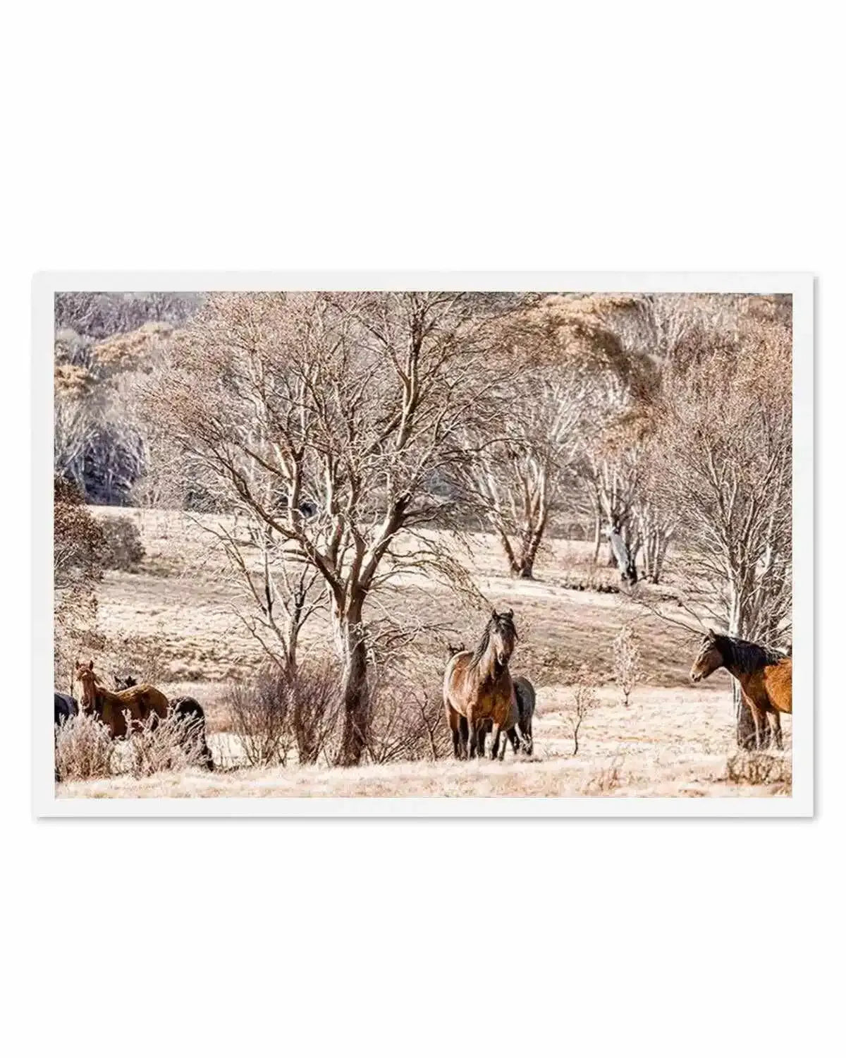 Wild Brumbies | Protector Art Print from Olive et Oriel where you can shop wallpaper and artworks online