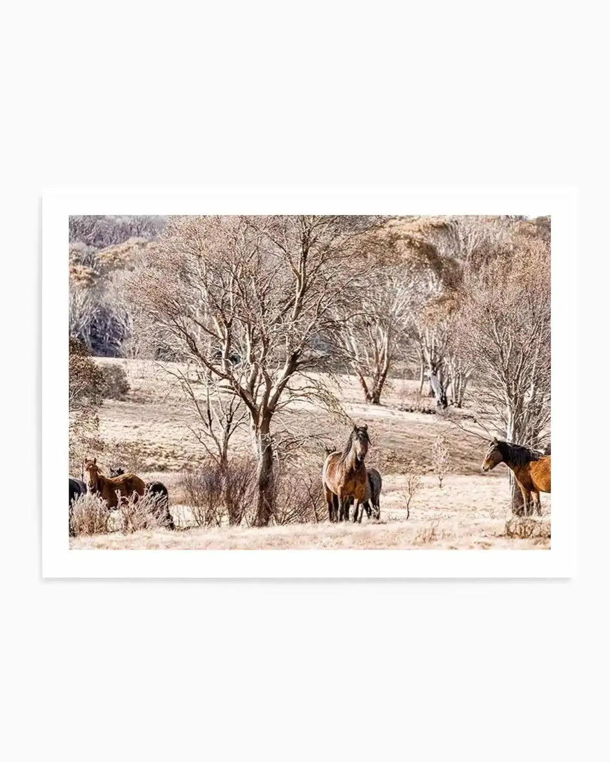 Wild Brumbies | Protector Art Print from Olive et Oriel where you can shop wallpaper and artworks online