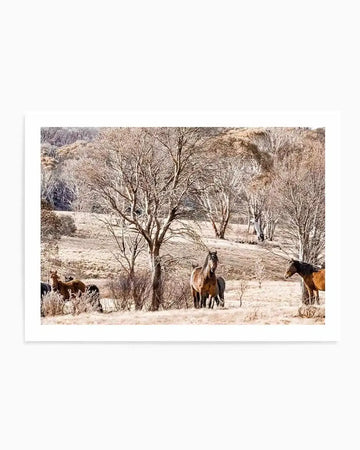 "Framed photograph of wild brumbies in a dry, winter landscape with a natural wood frame and white border. The composition features several horses in various shades of brown and black, standing in a field of pale golden grass with bare trees and hills in the background under a soft, overcast sky."