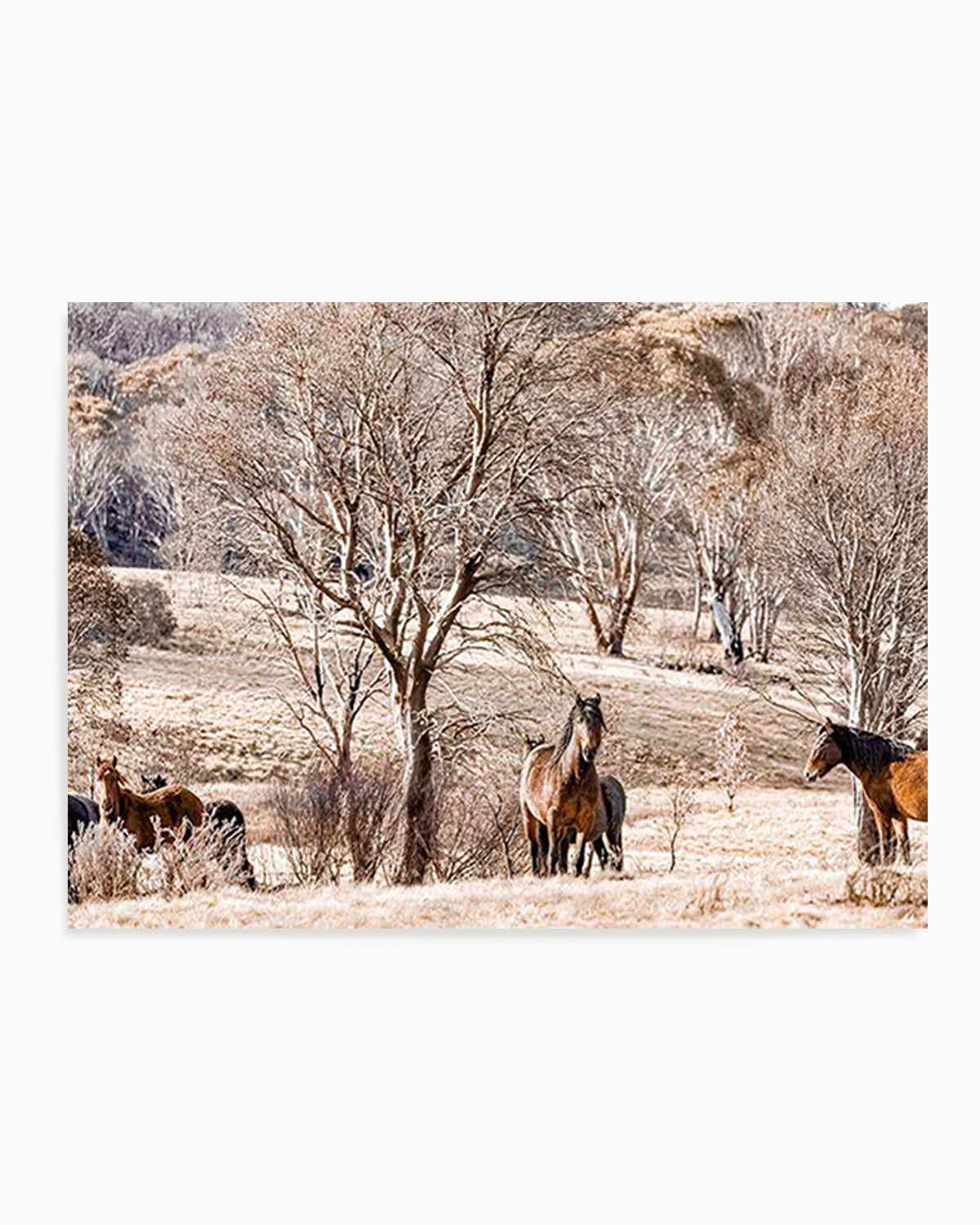 Wild Brumbies | Protector Art Print