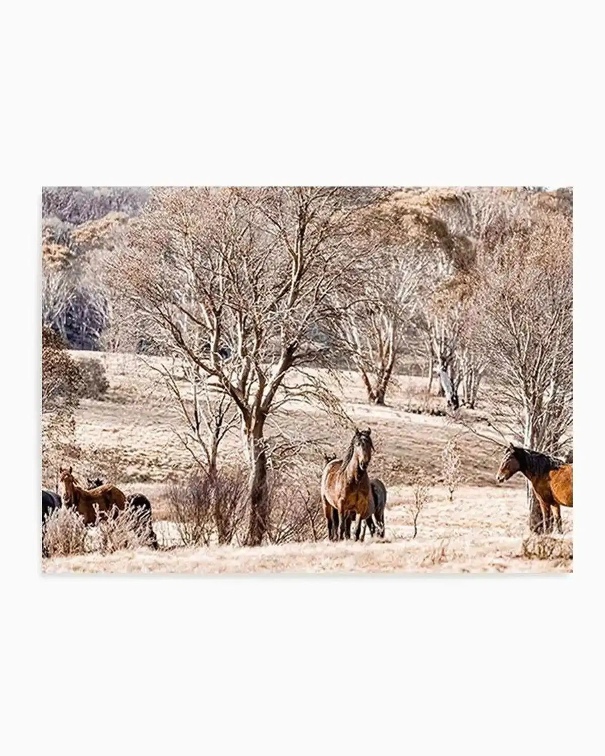 Wild Brumbies | Protector Art Print from Olive et Oriel where you can shop wallpaper and artworks online