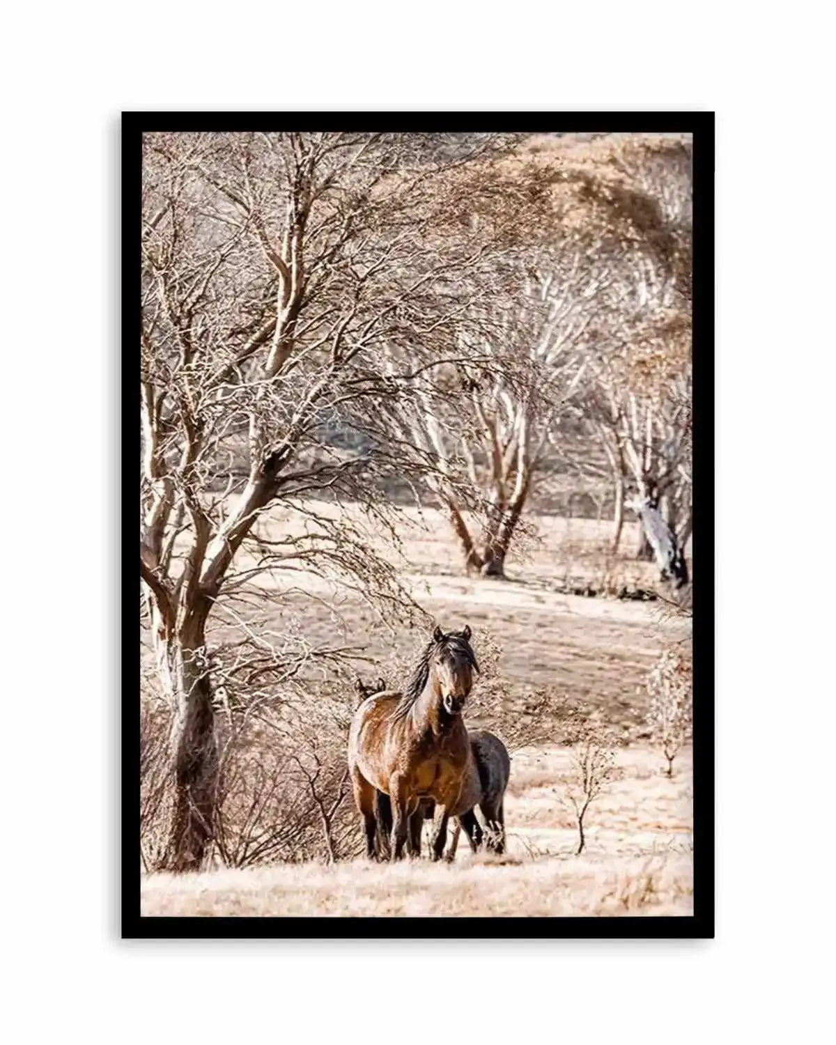 Wild Brumbies | Stallion Art Print from Olive et Oriel where you can shop wallpaper and artworks online