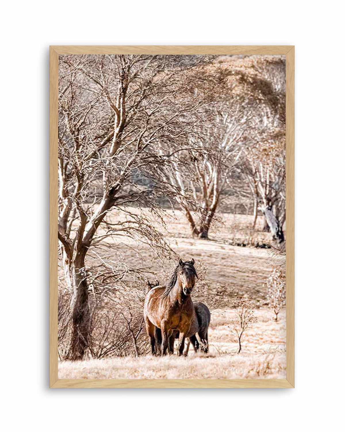 Wild Brumbies | Stallion Art Print