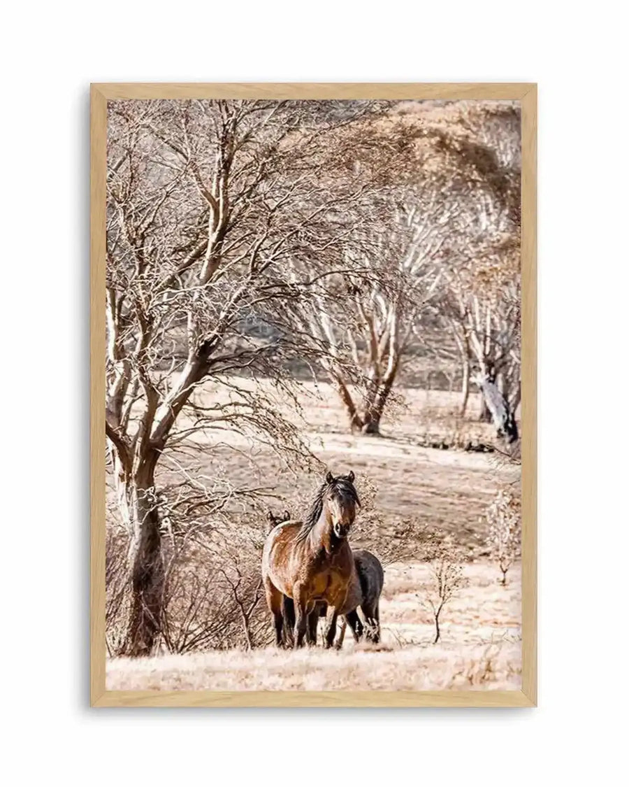 Wild Brumbies | Stallion Art Print from Olive et Oriel where you can shop wallpaper and artworks online