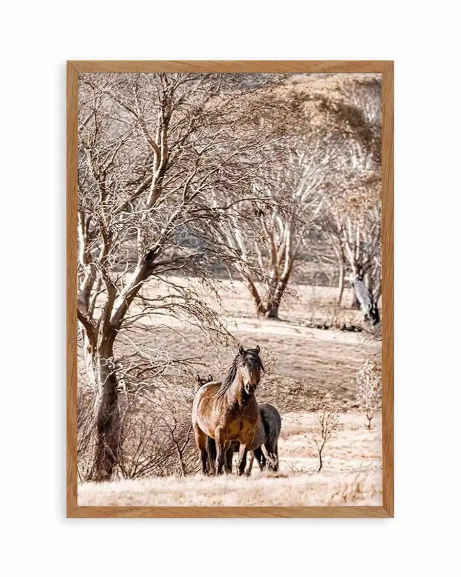 Wild Brumbies | Stallion Art Print from Olive et Oriel where you can shop wallpaper and artworks online
