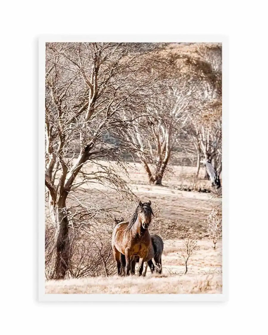 Wild Brumbies | Stallion Art Print from Olive et Oriel where you can shop wallpaper and artworks online