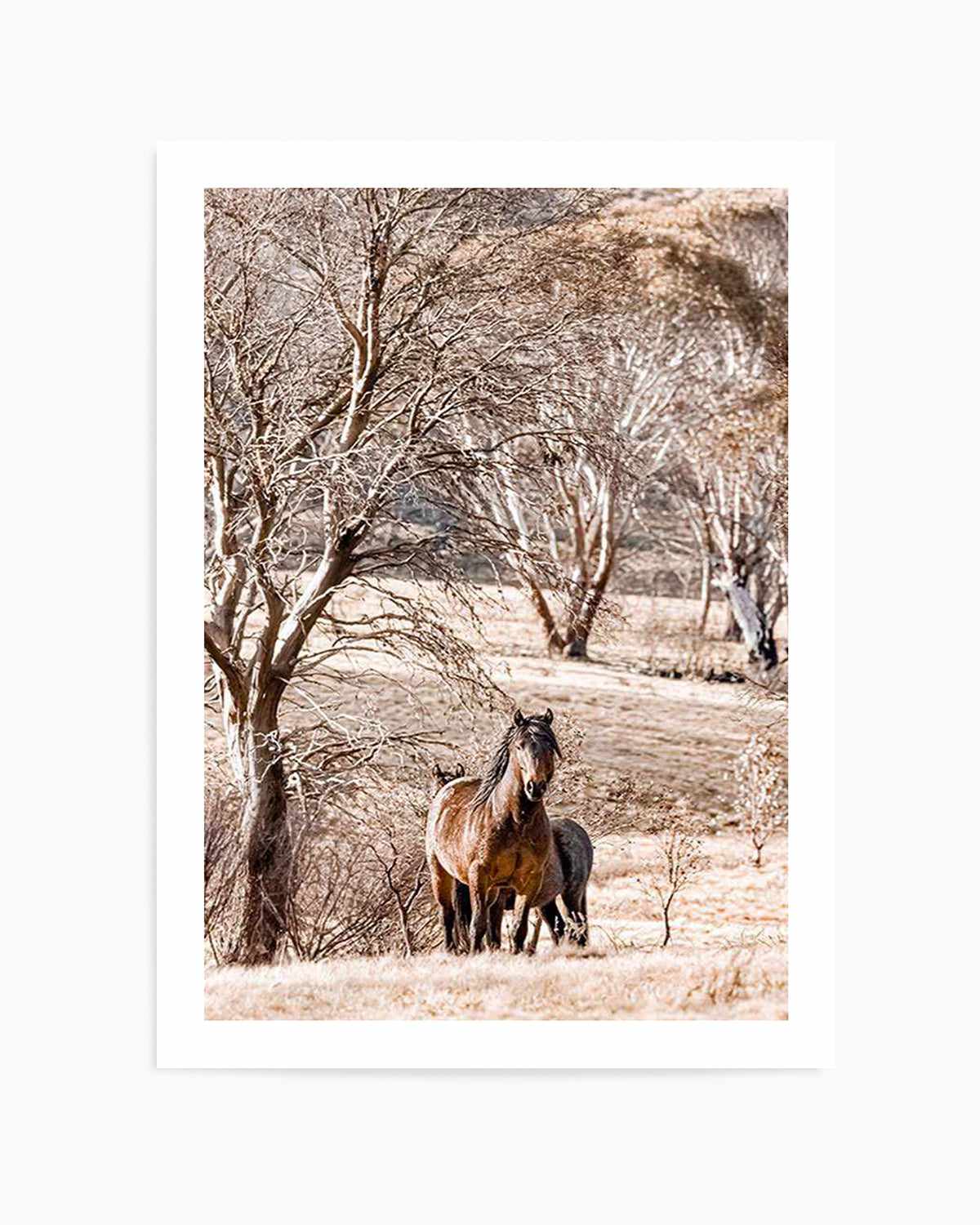 Wild Brumbies | Stallion Art Print