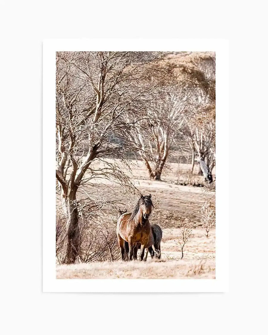 "Photography art print featuring two wild brumbies, a stallion and a foal, standing in a dry, grassy field with scattered bare trees under a bright sky. The stallion, a dark brown horse with a black mane, faces forward, while the foal is partially obscured behind it. The landscape is dominated by muted tones of brown, beige, and grey, suggesting a winter or dry season, with the intricate branches of the trees creating a delicate texture against the soft light."