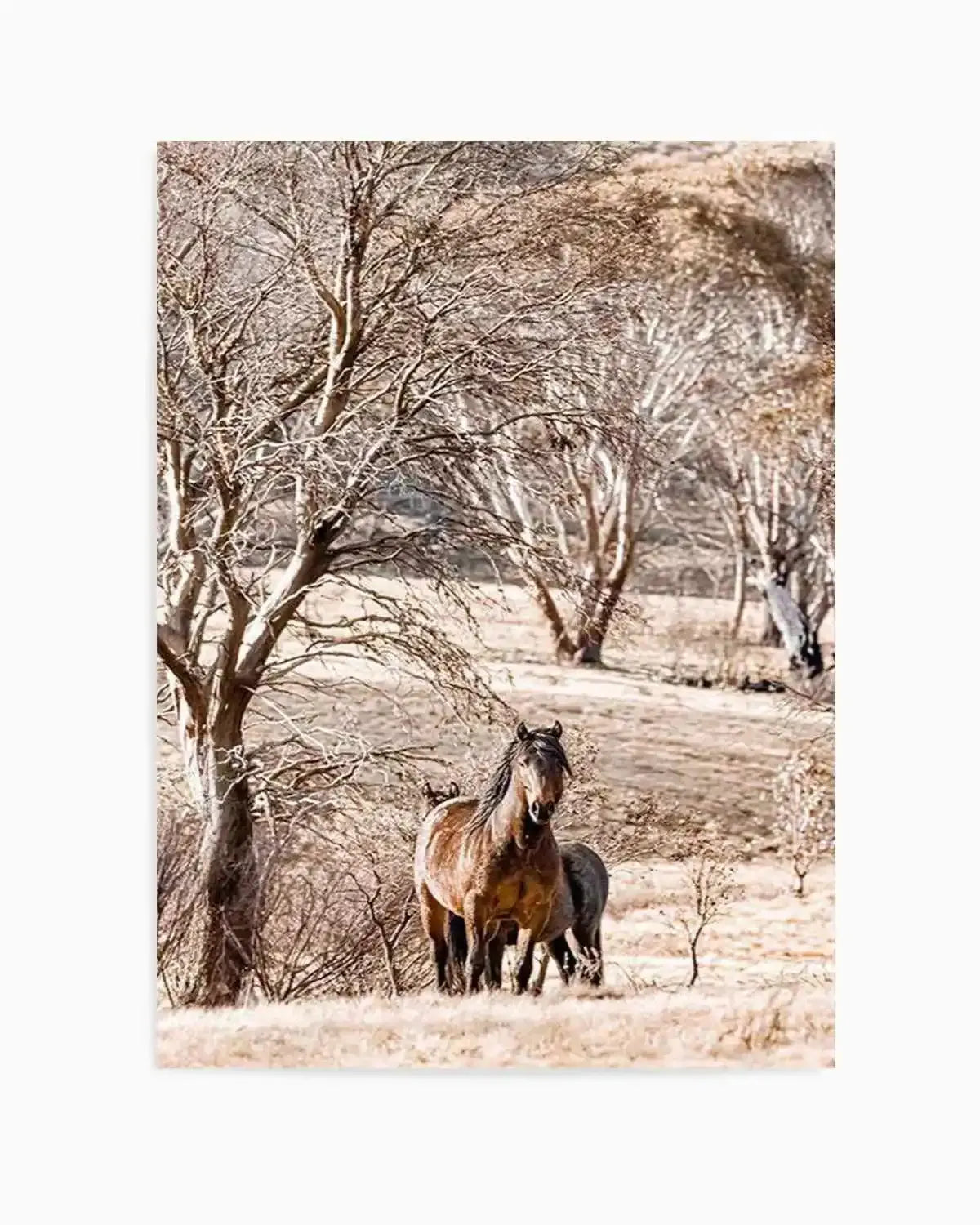 Wild Brumbies | Stallion Art Print from Olive et Oriel where you can shop wallpaper and artworks online