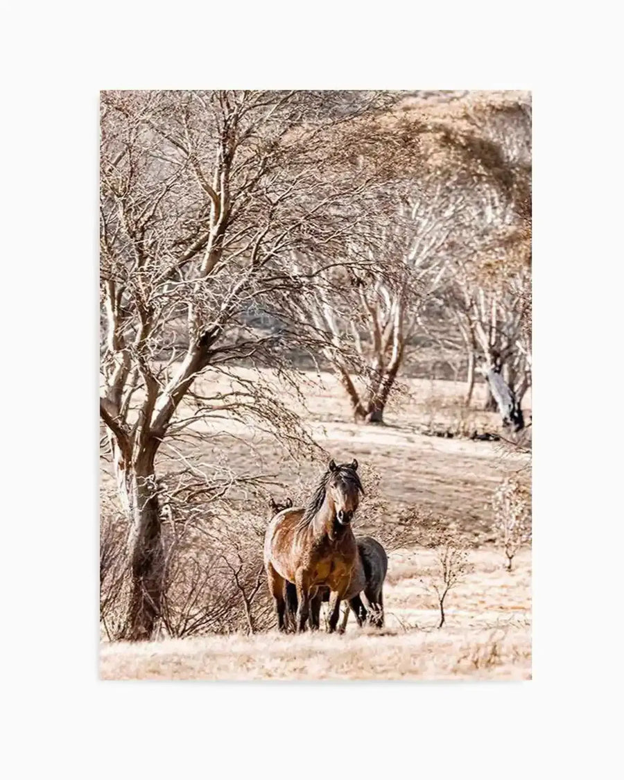 Wild Brumbies | Stallion Art Print from Olive et Oriel where you can shop wallpaper and artworks online