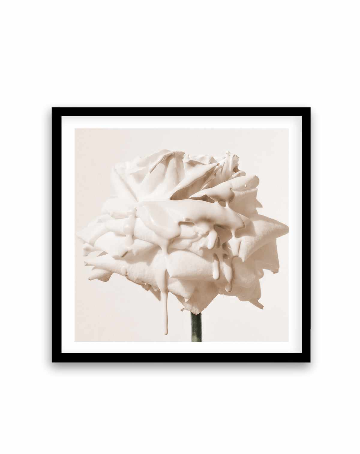 Wild Cream Rose | Art Print