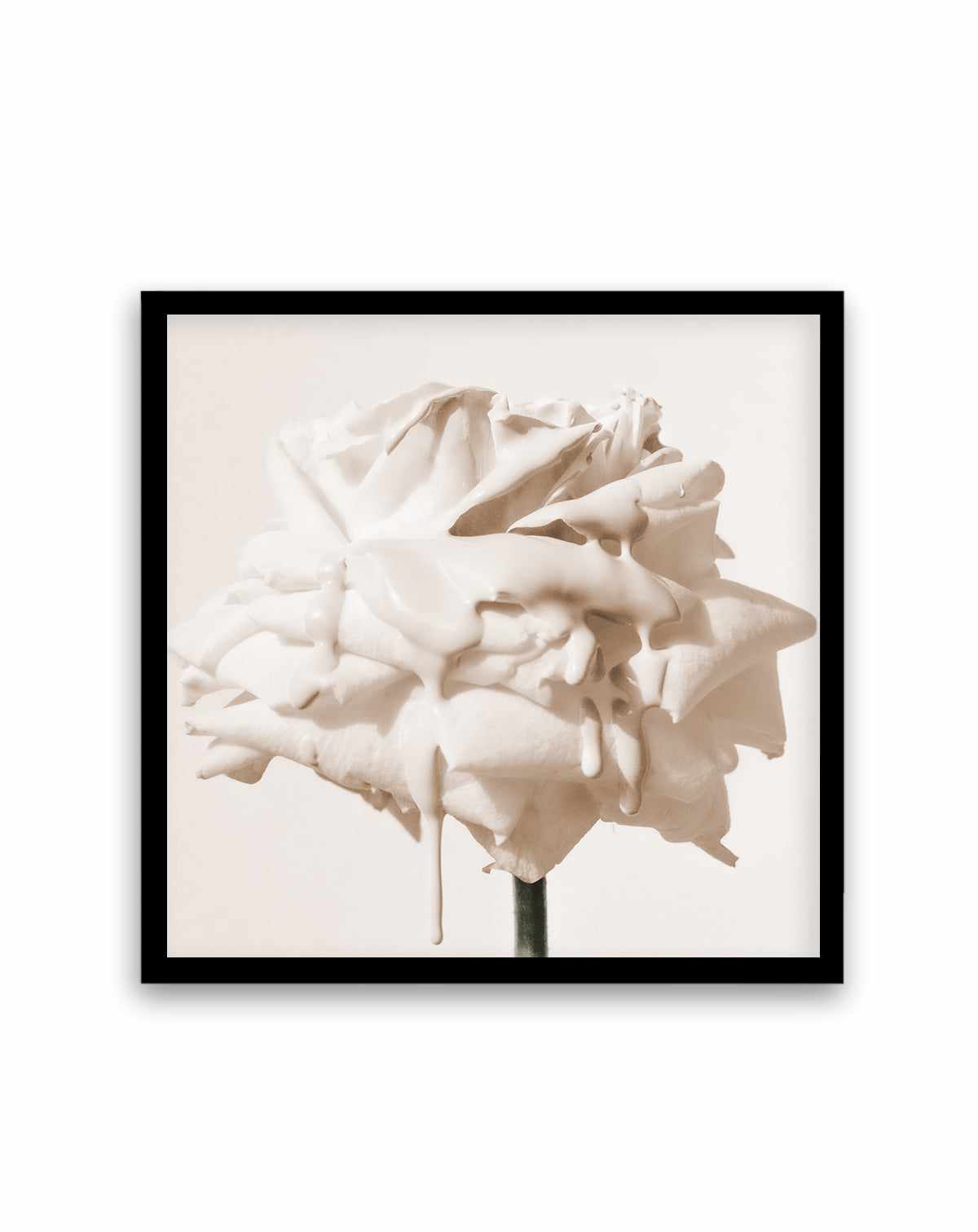 Wild Cream Rose | Art Print