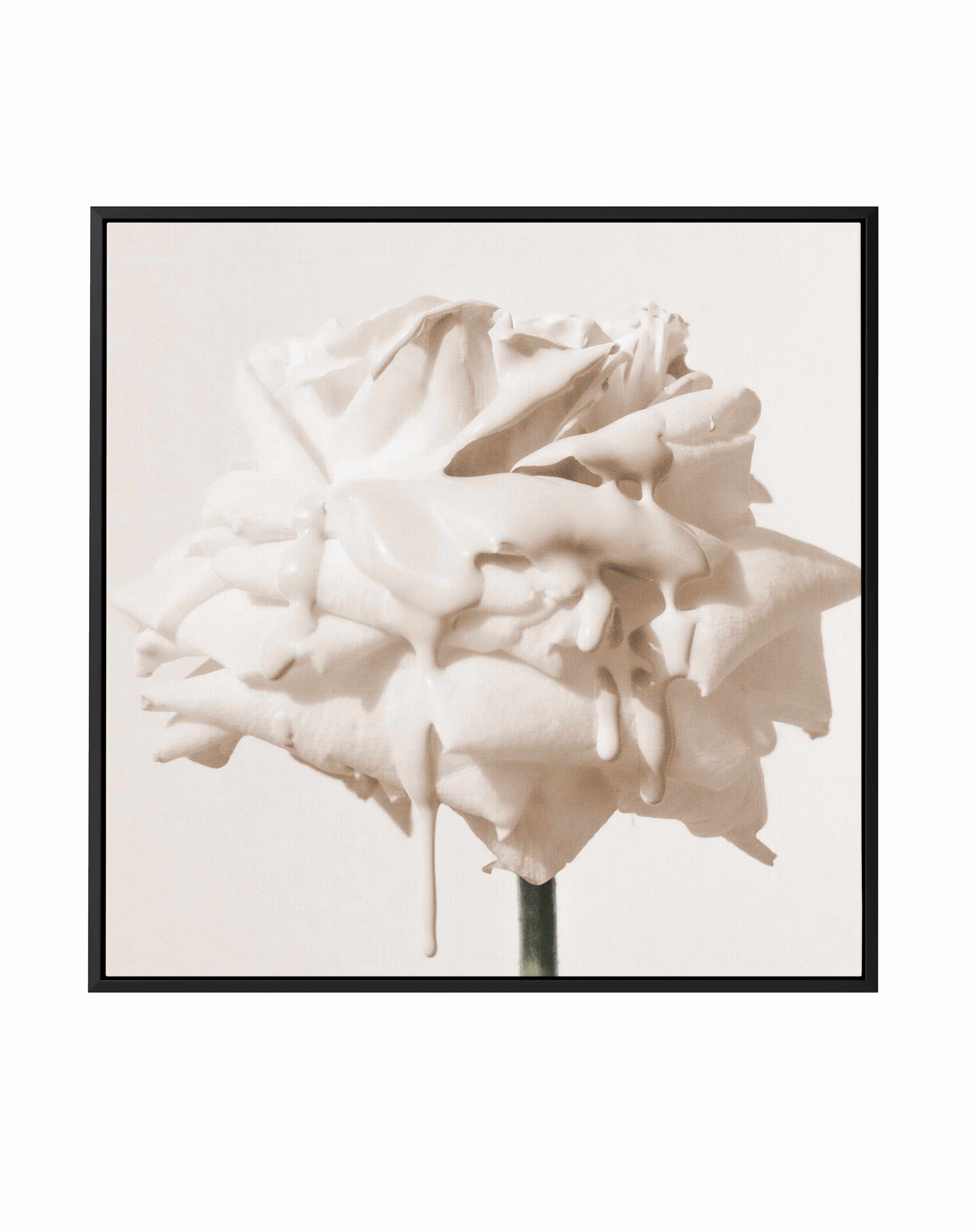 Wild Cream Rose | Framed Canvas Art Print