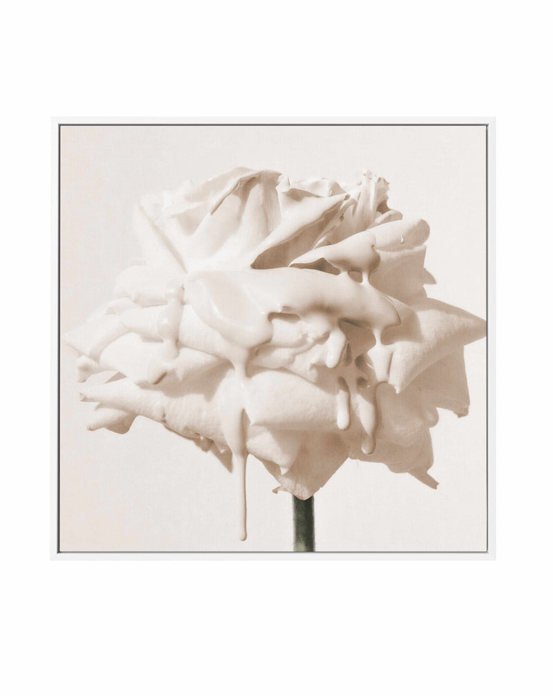 Wild Cream Rose | Framed Canvas Art Print