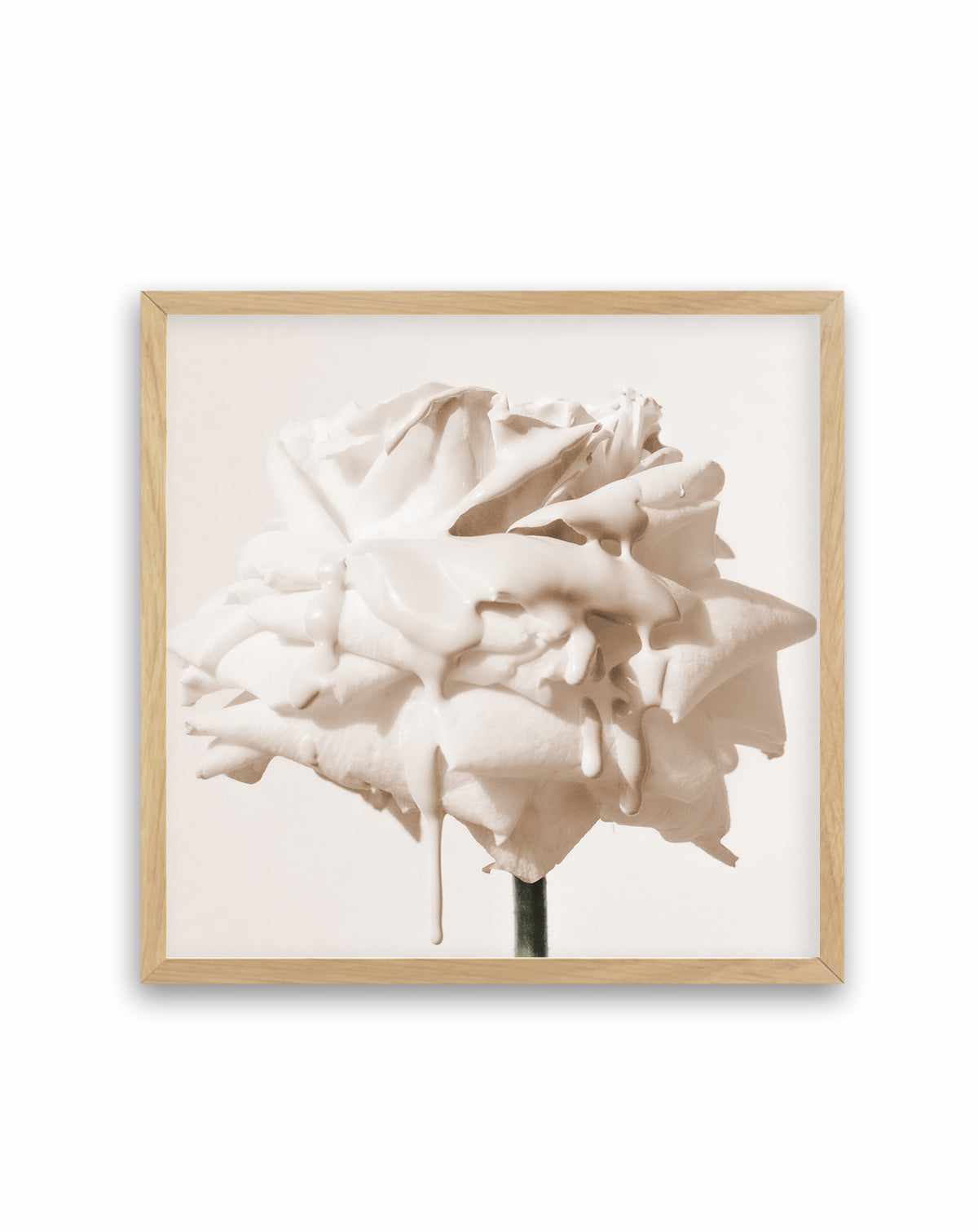 Wild Cream Rose | Art Print