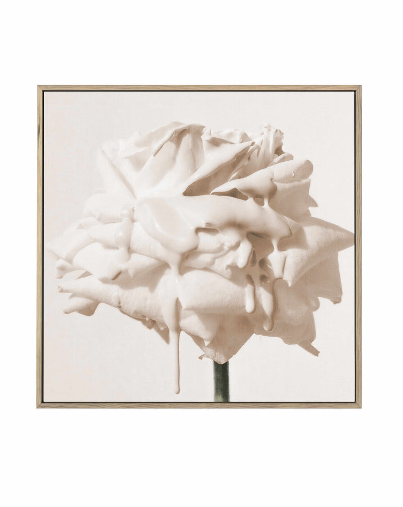 Wild Cream Rose | Framed Canvas Art Print