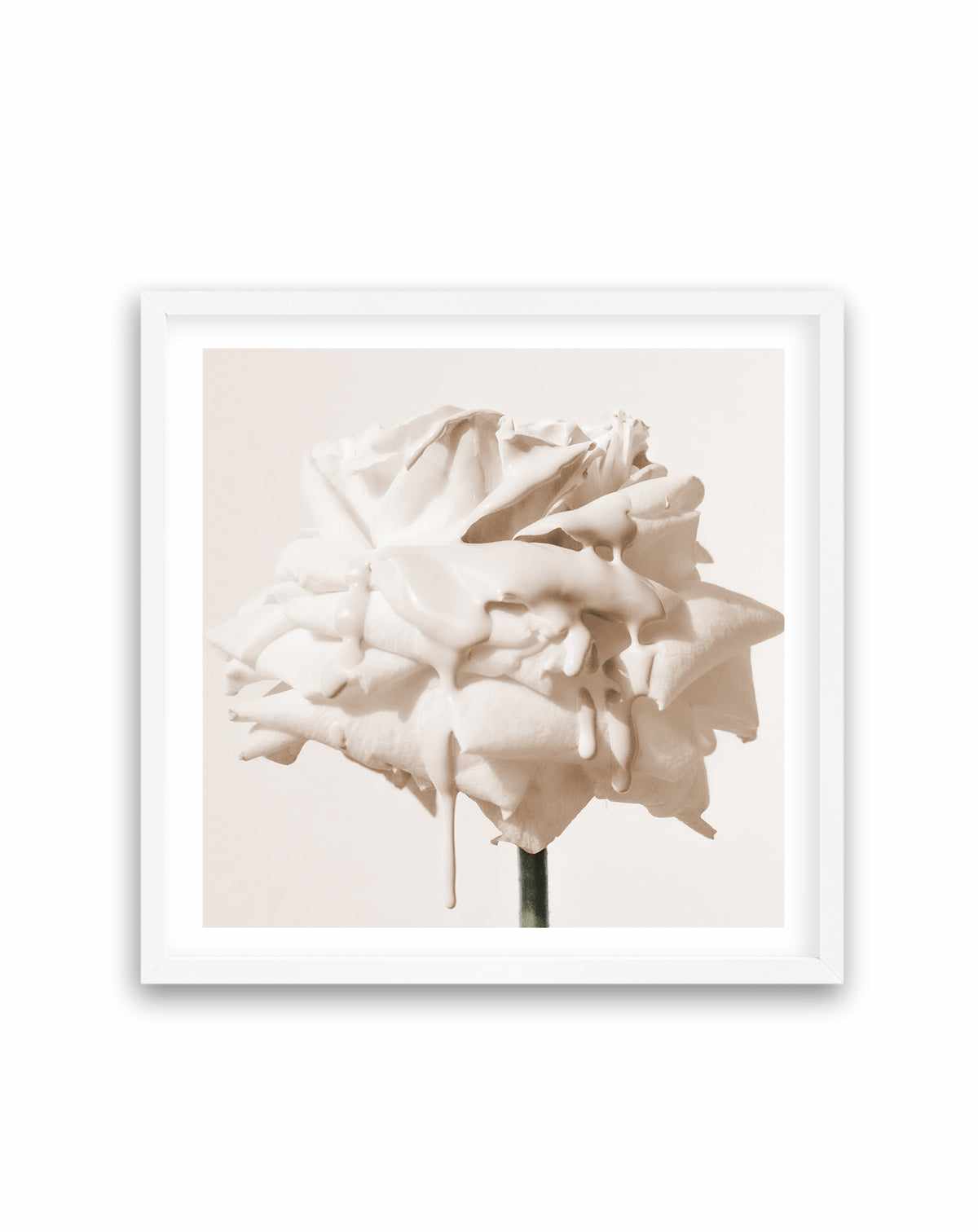 Wild Cream Rose | Art Print