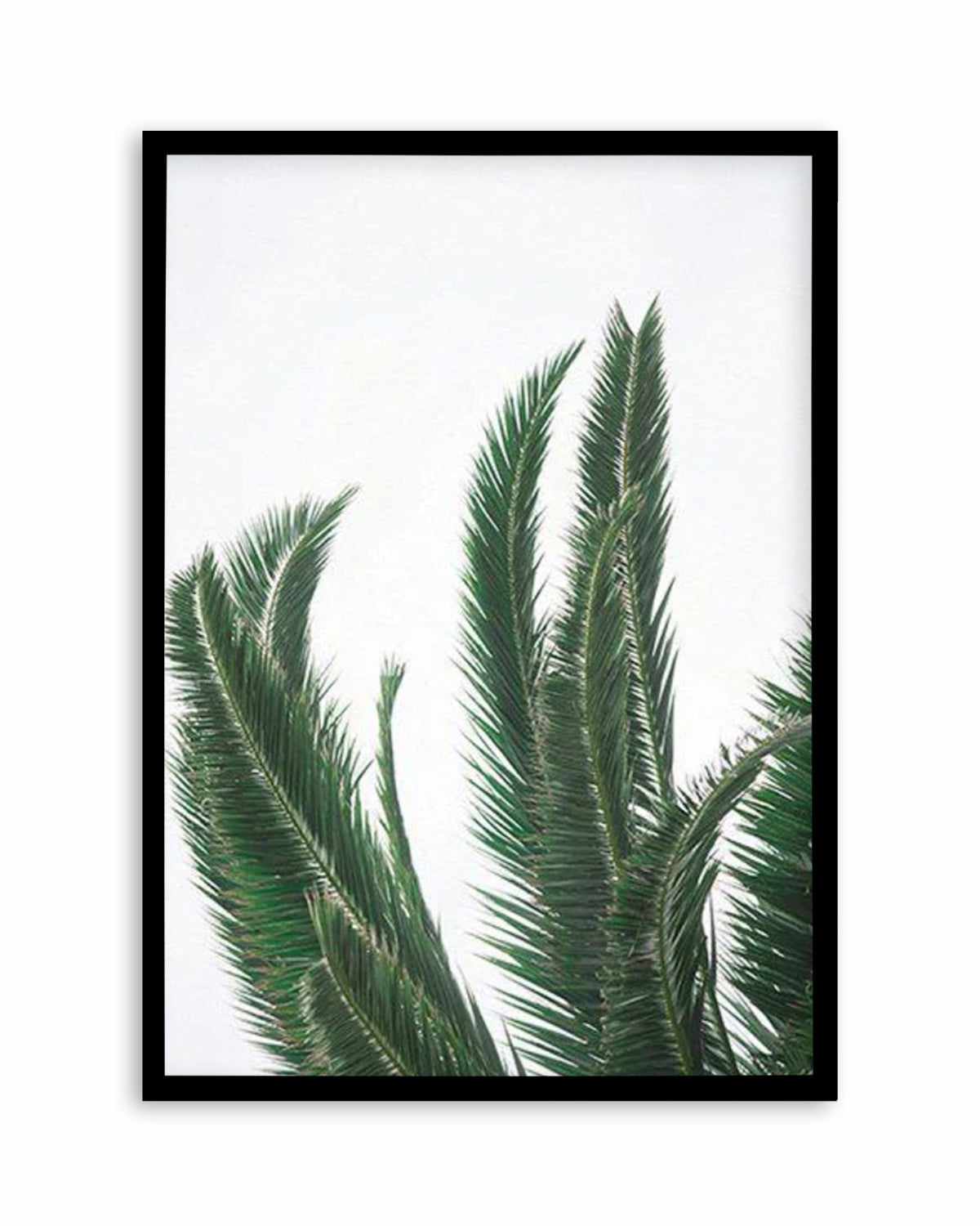 Wild Palms Art Print