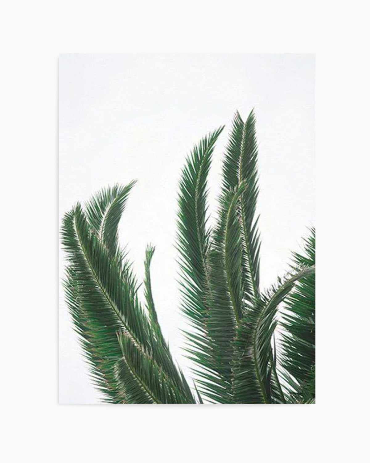 Wild Palms Art Print