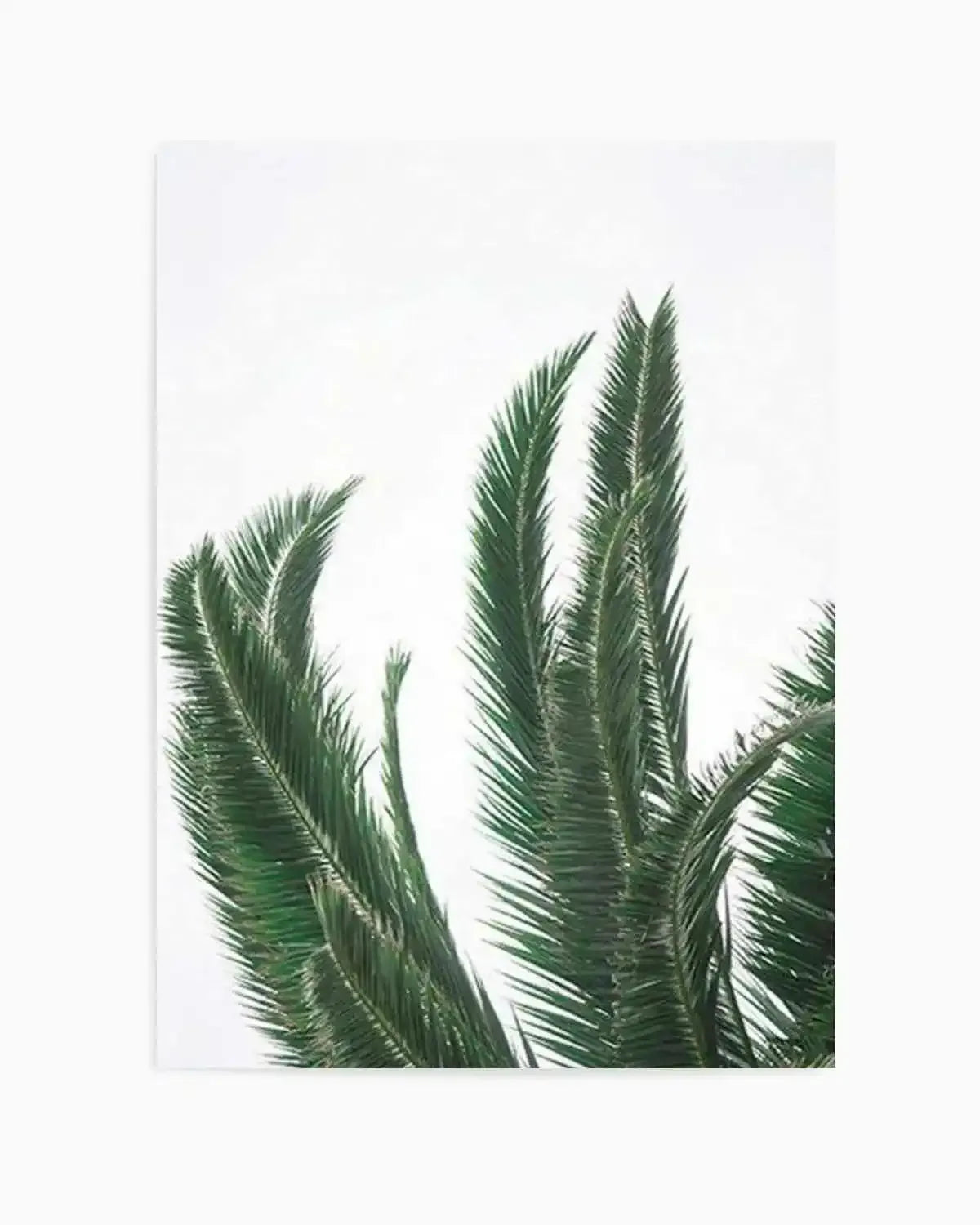Wild Palms Art Print from Olive et Oriel where you can shop wallpaper and artworks online