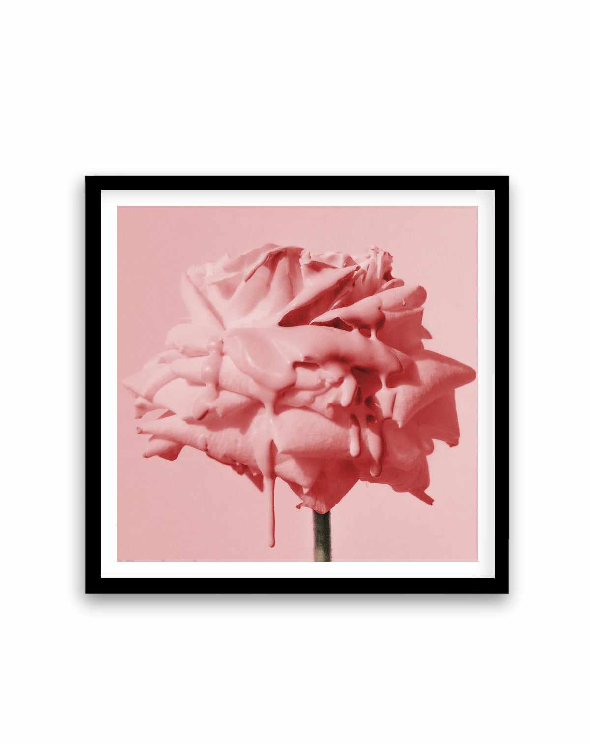 Wild Red Rose | Art Print