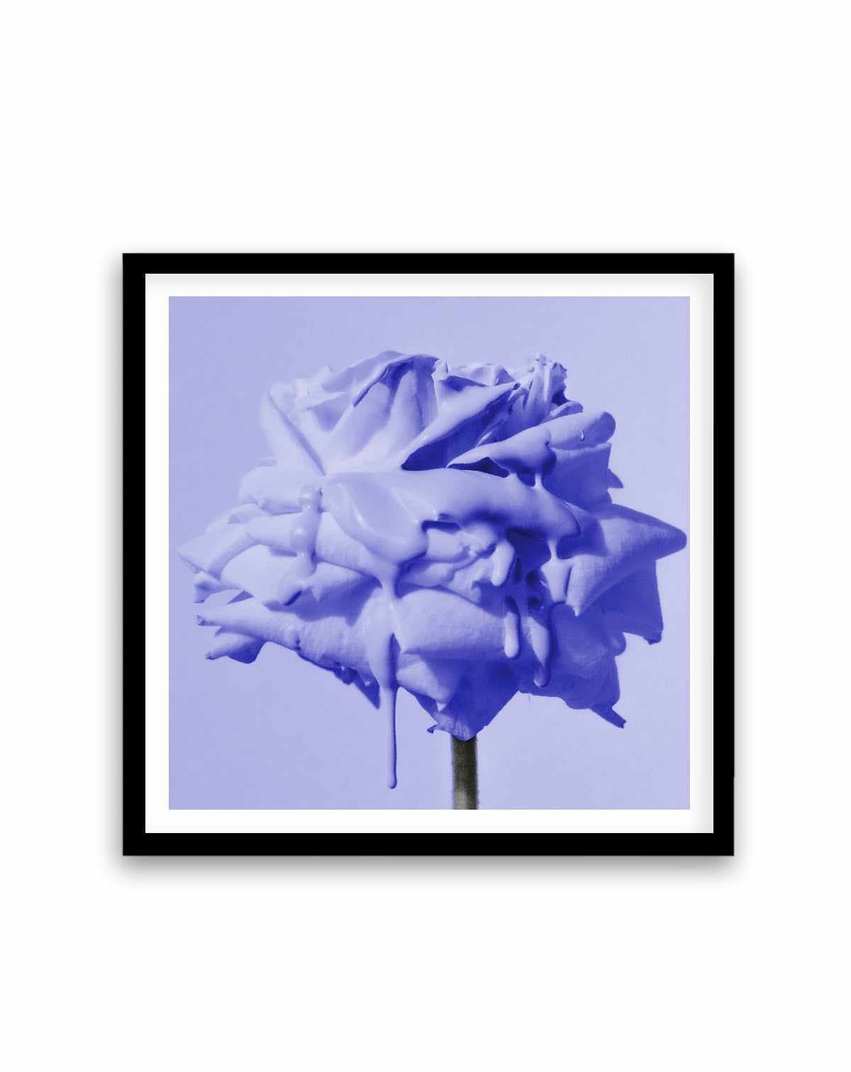 Wild Rose Blue Pop | Art Print