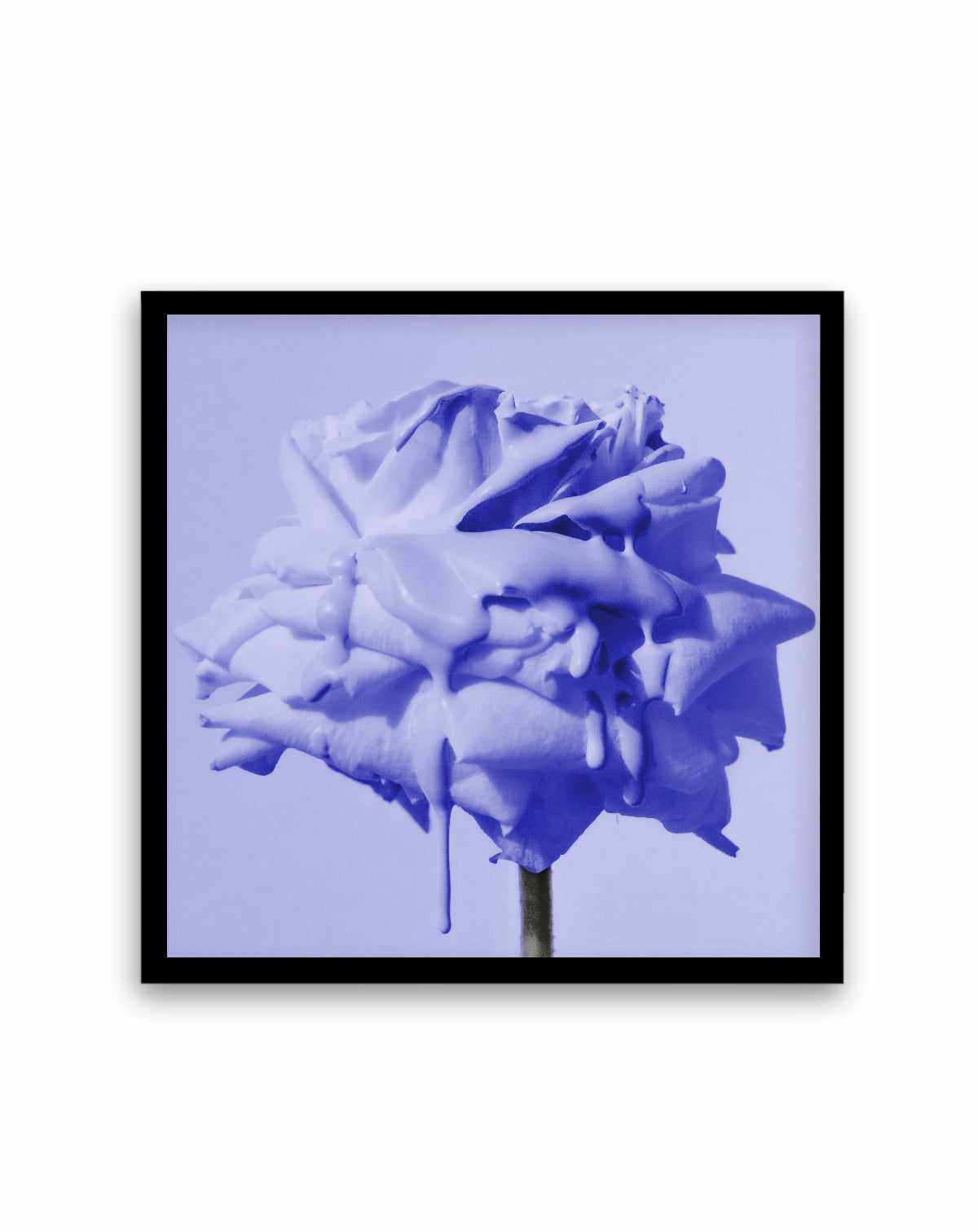 Wild Rose Blue Pop | Art Print