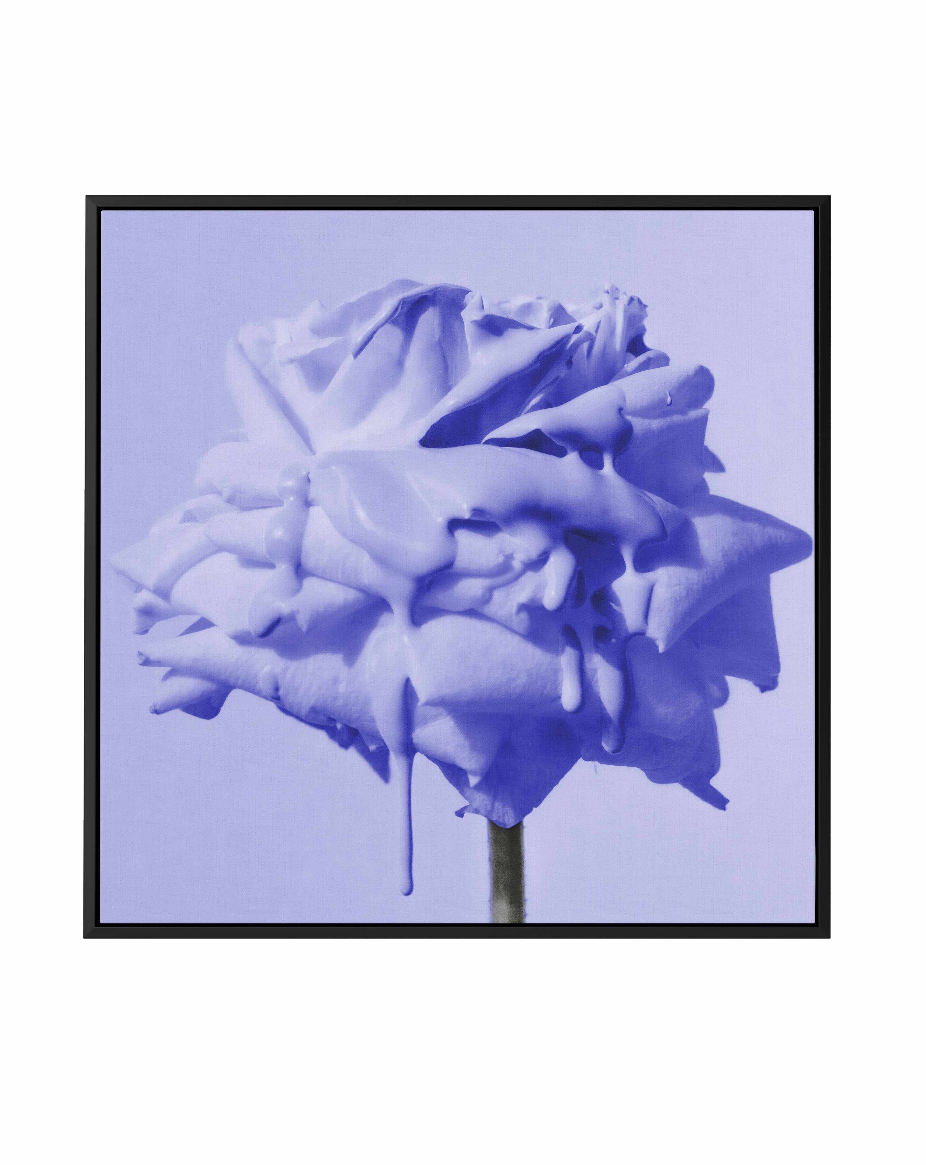 Wild Rose Blue Pop | Framed Canvas Art Print