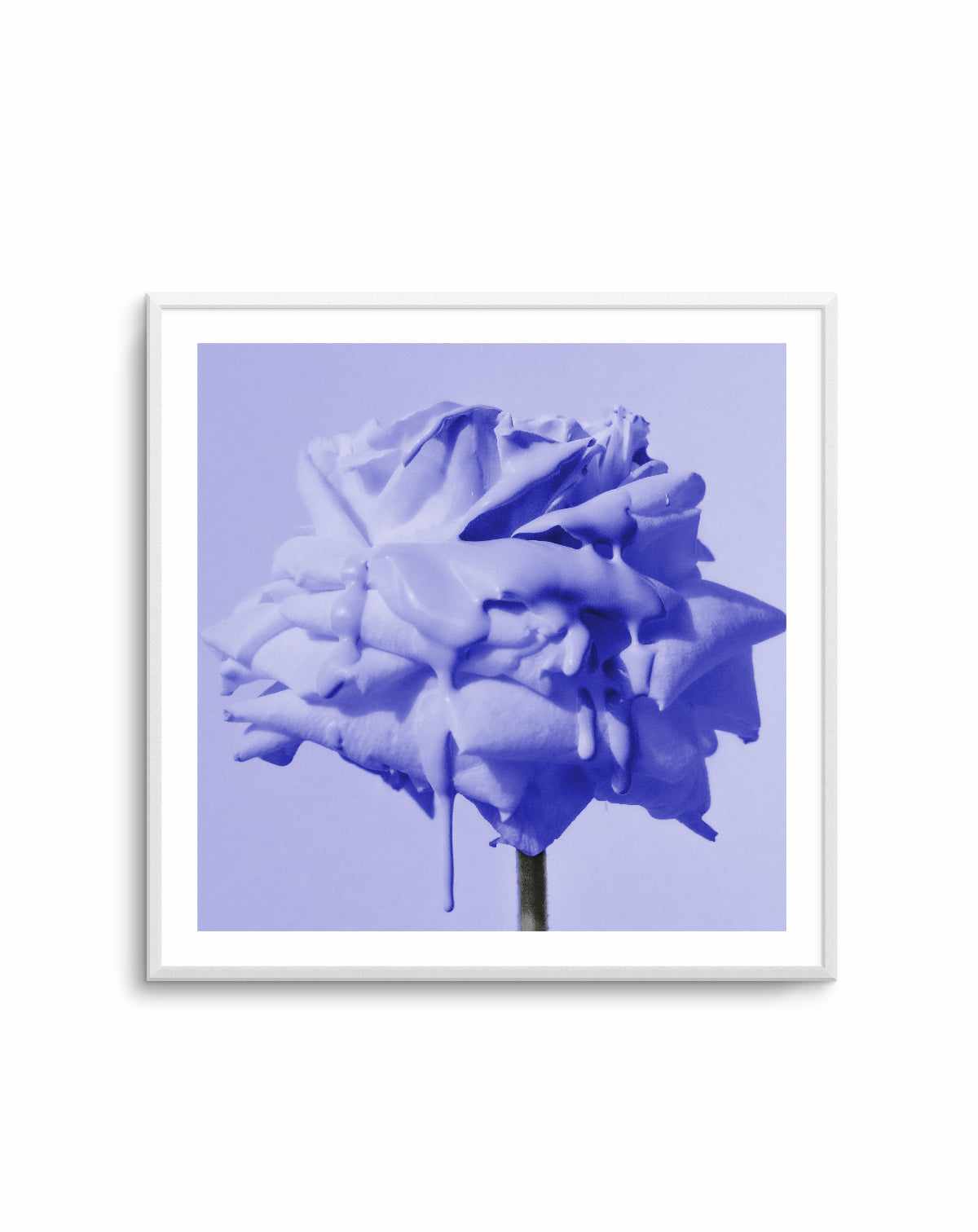 Wild Rose Blue Pop | Art Print – Olive et Oriel