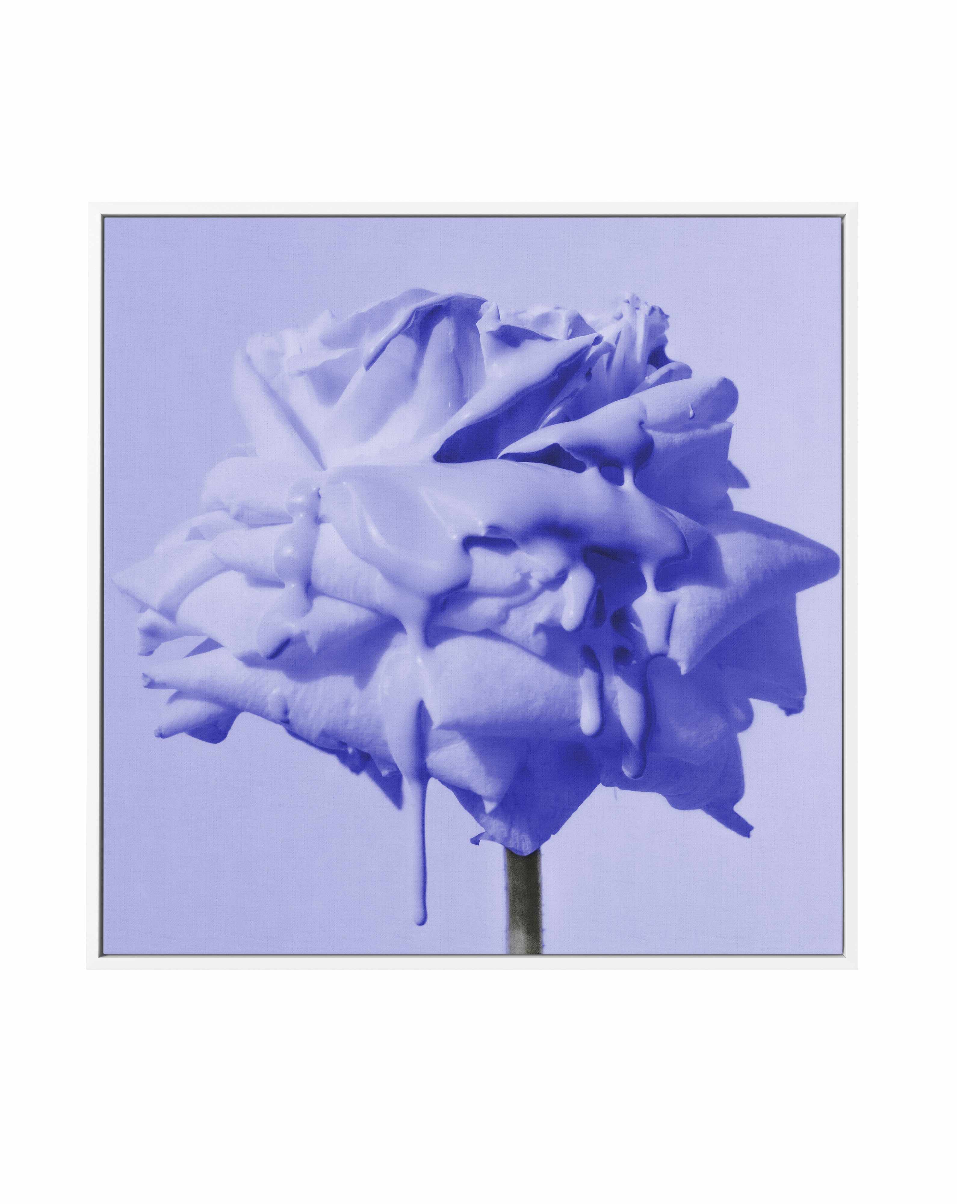 Wild Rose Blue Pop | Framed Canvas Art Print