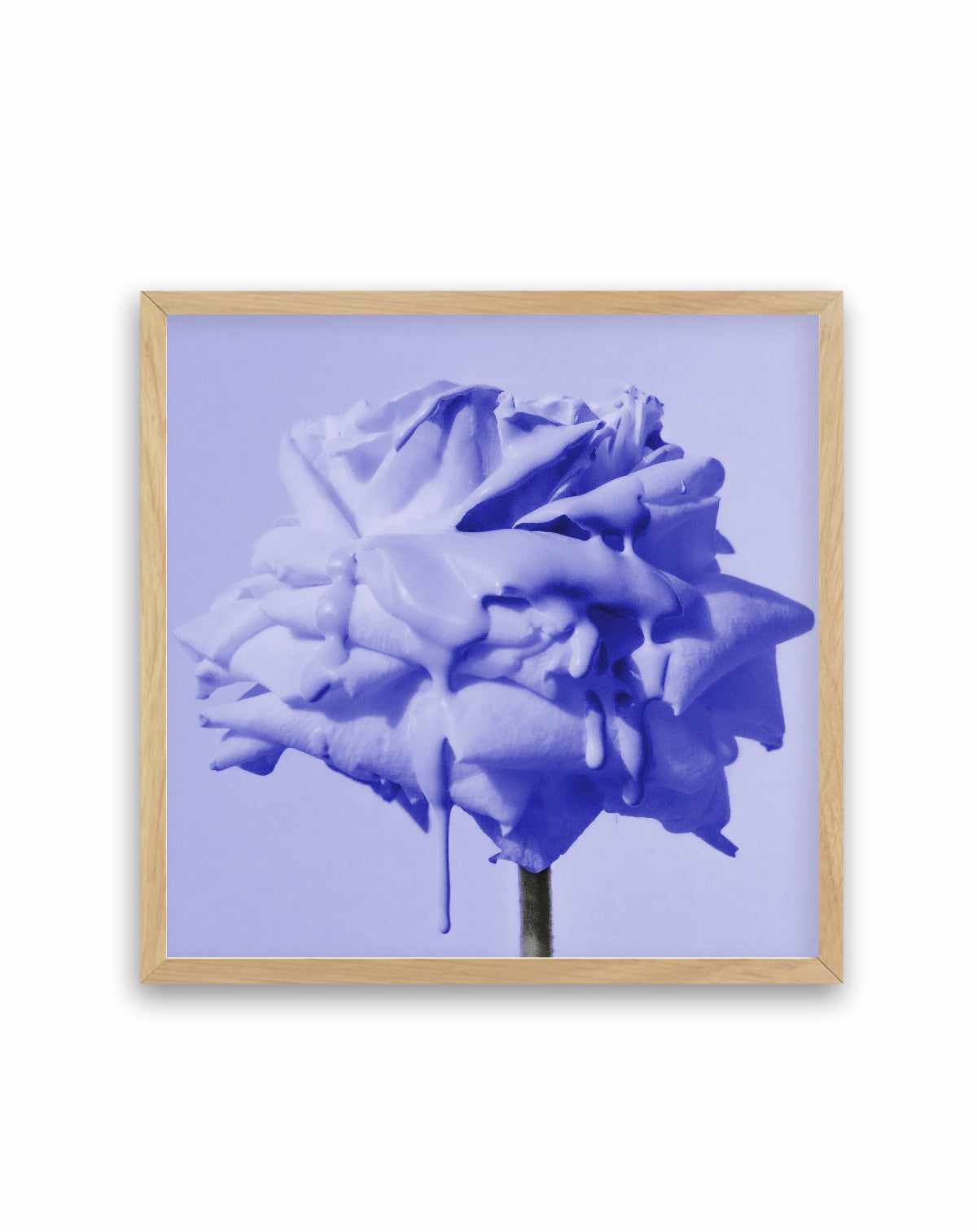 Wild Rose Blue Pop | Art Print