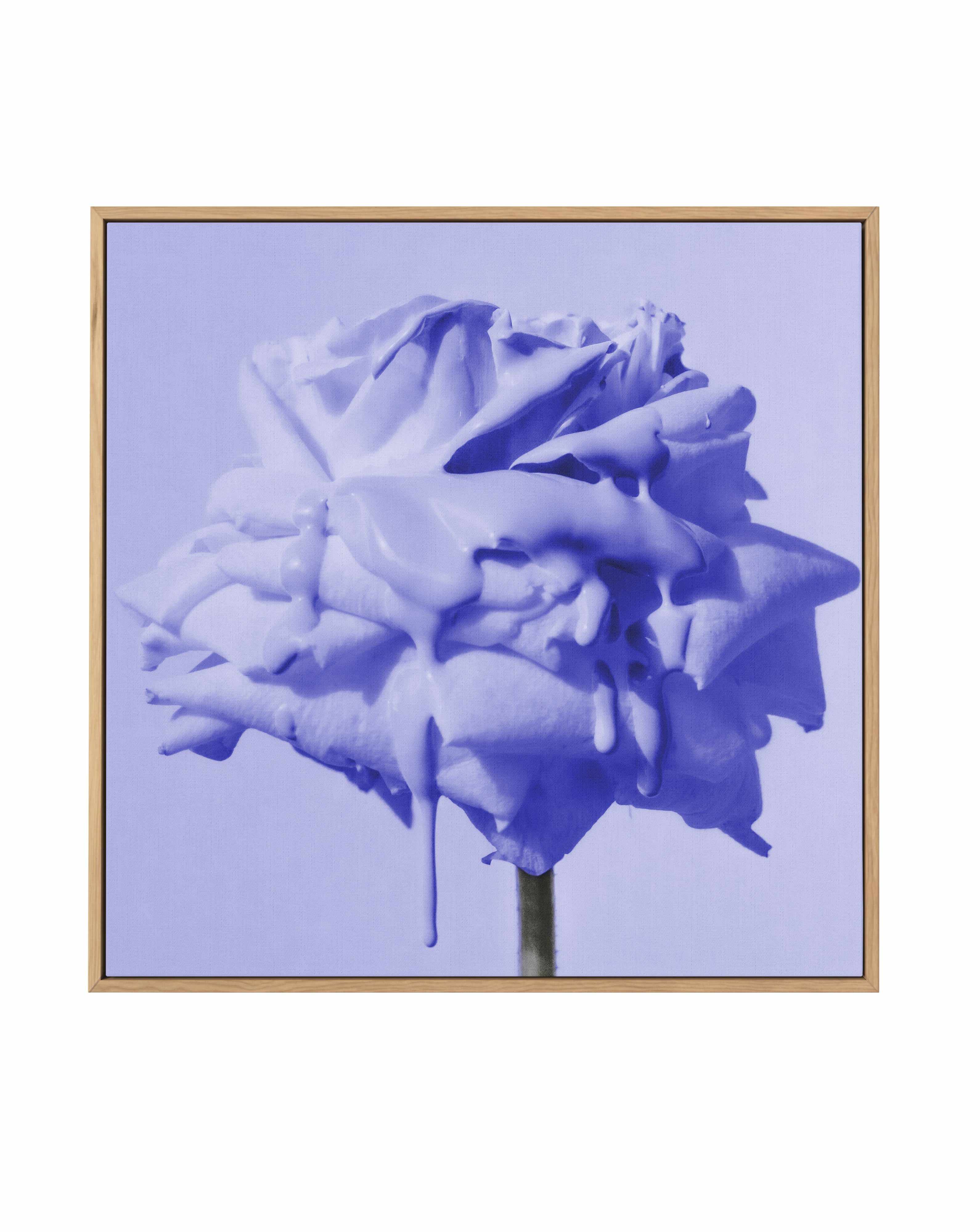 Wild Rose Blue Pop | Framed Canvas Art Print