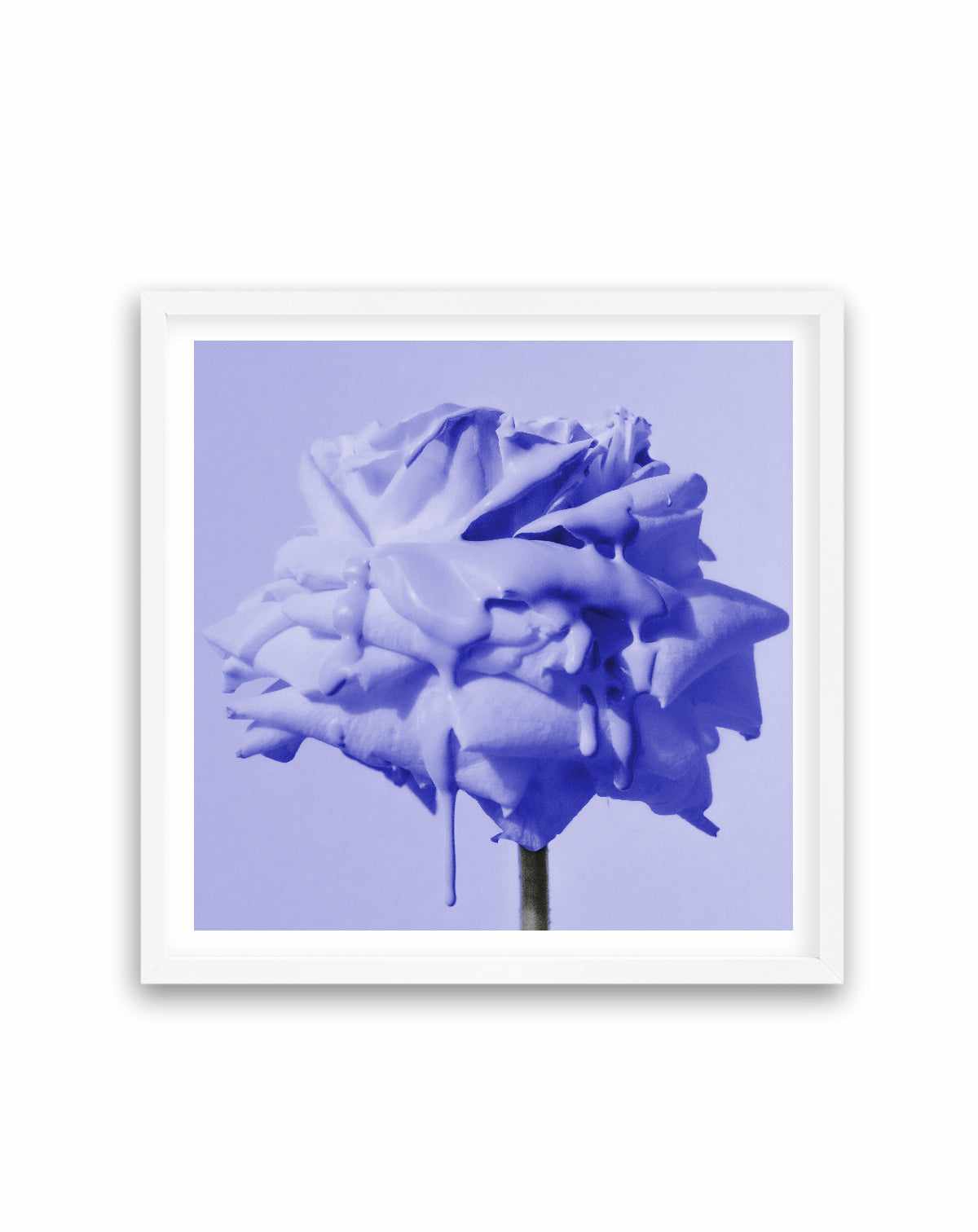 Wild Rose Blue Pop | Art Print