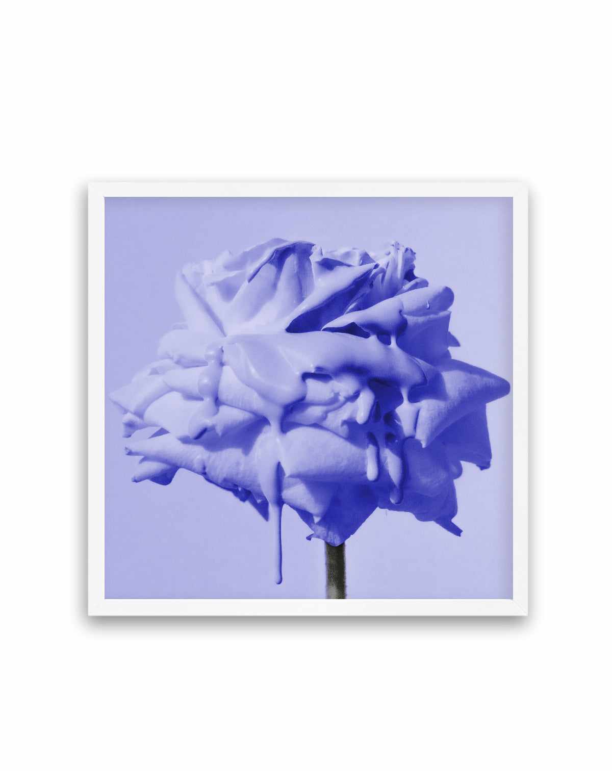 Wild Rose Blue Pop | Art Print