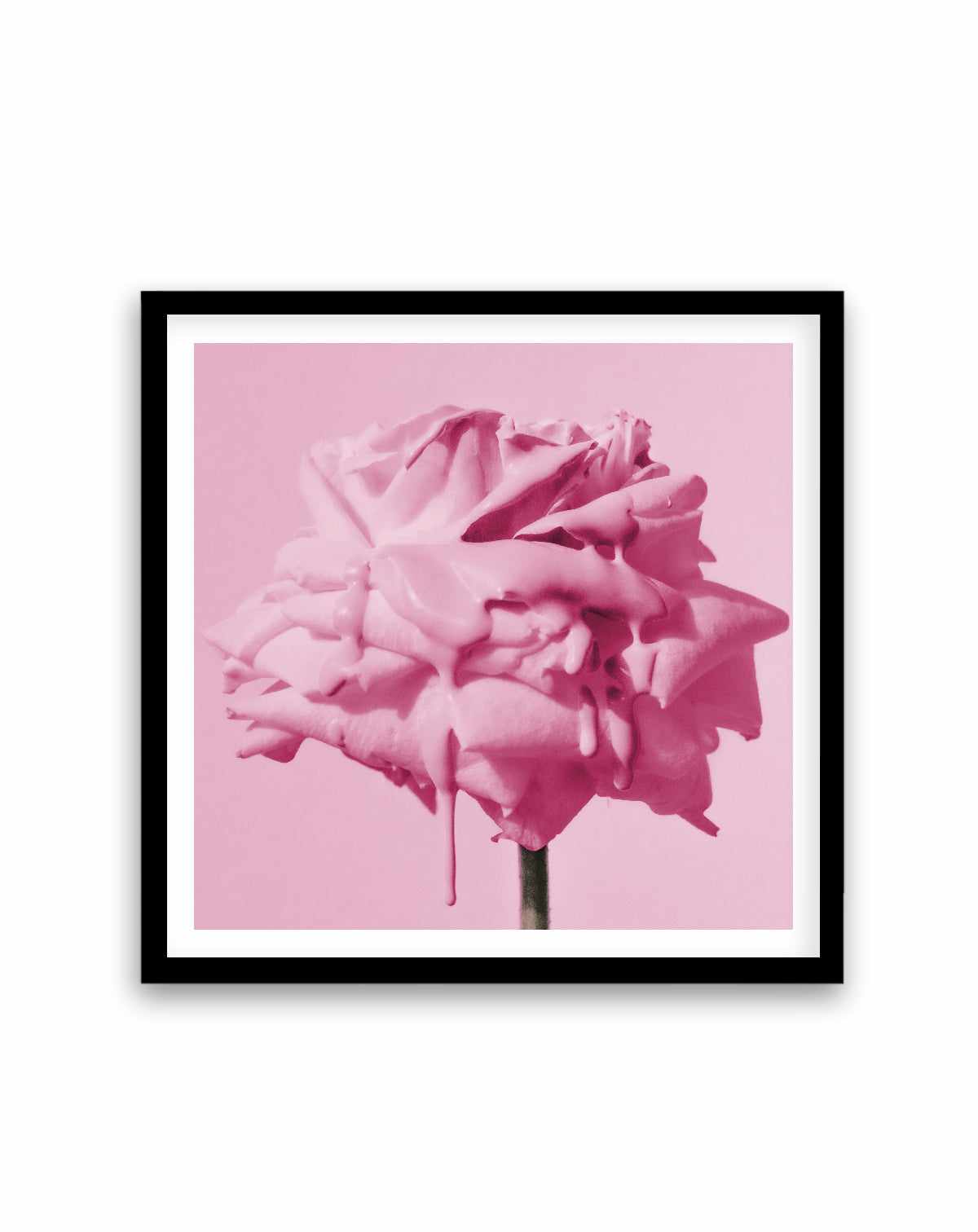 Wild Rose Pink Pop | Art Print