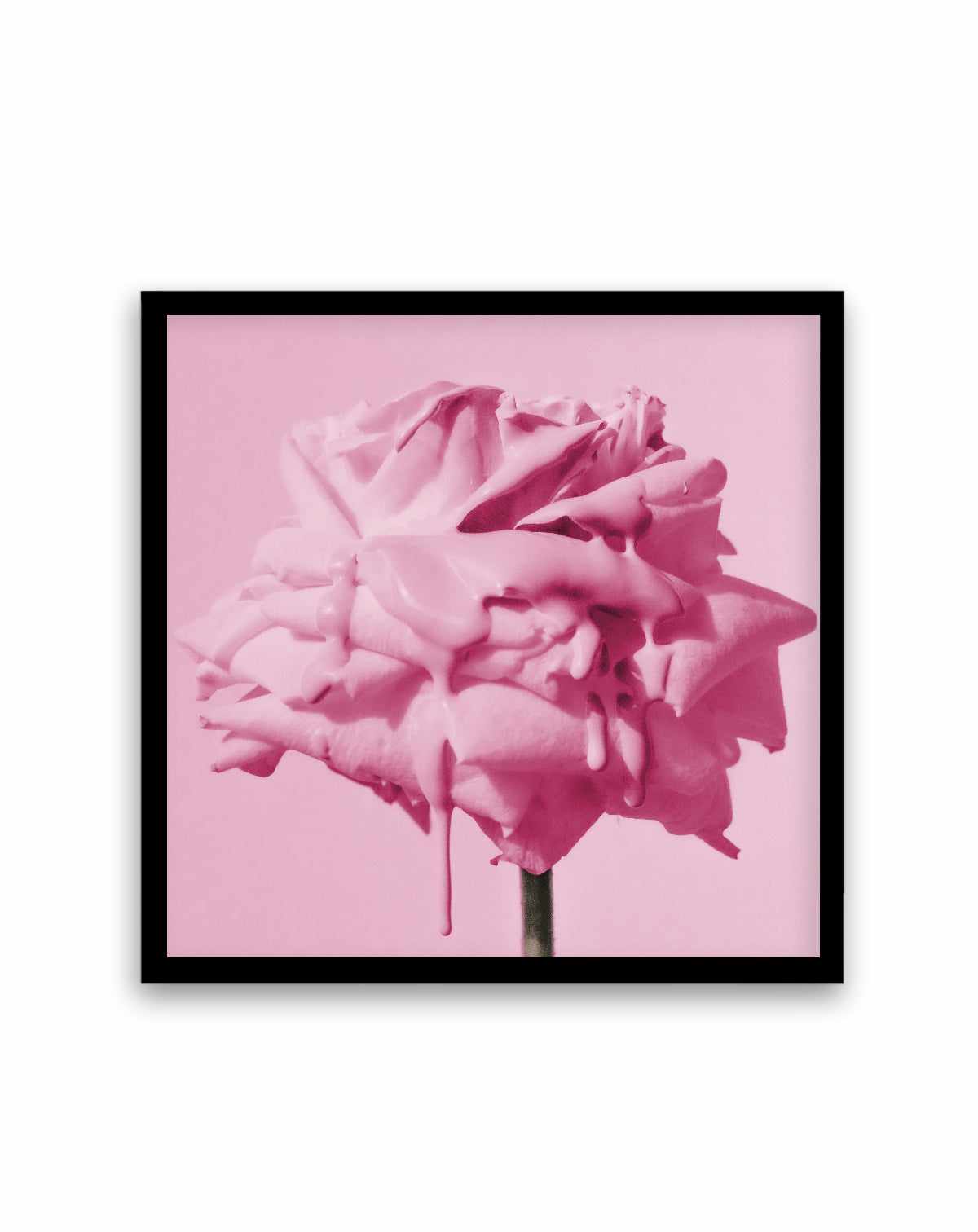 Wild Rose Pink Pop | Art Print