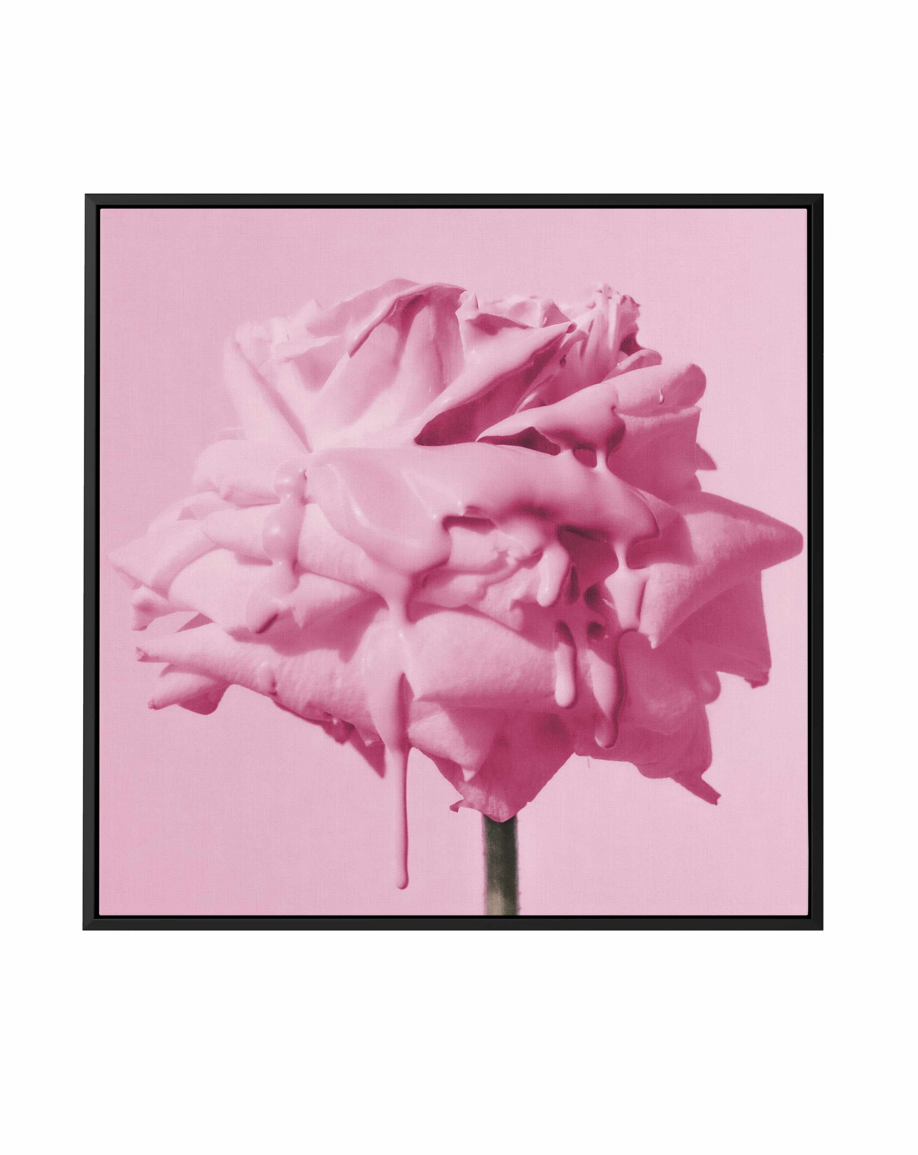 Wild Rose Pink Pop | Framed Canvas Art Print