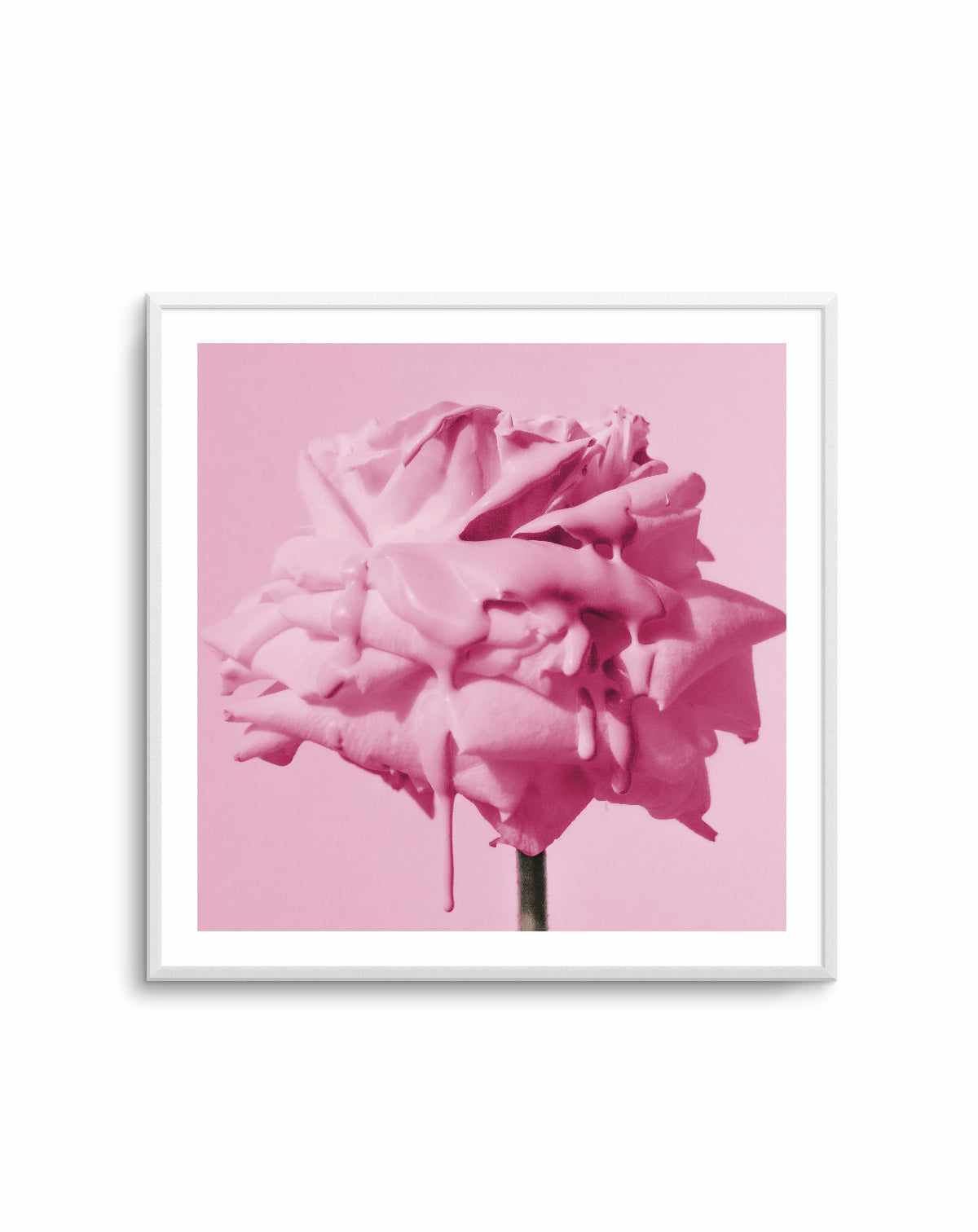 Wild Rose Pink Pop | Art Print