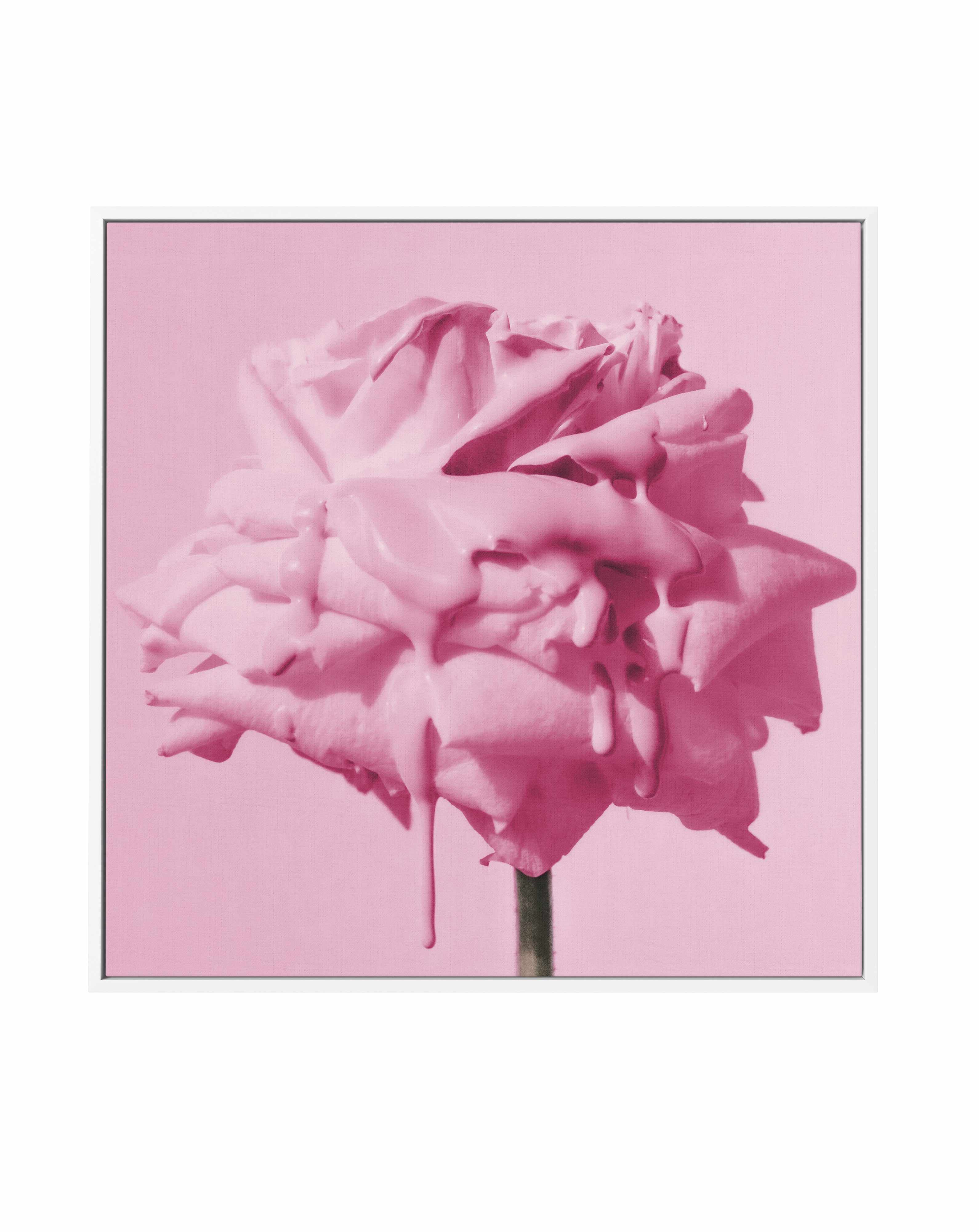 Wild Rose Pink Pop | Framed Canvas Art Print