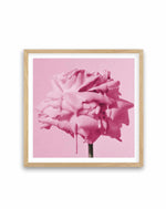 Wild Rose Pink Pop | Art Print