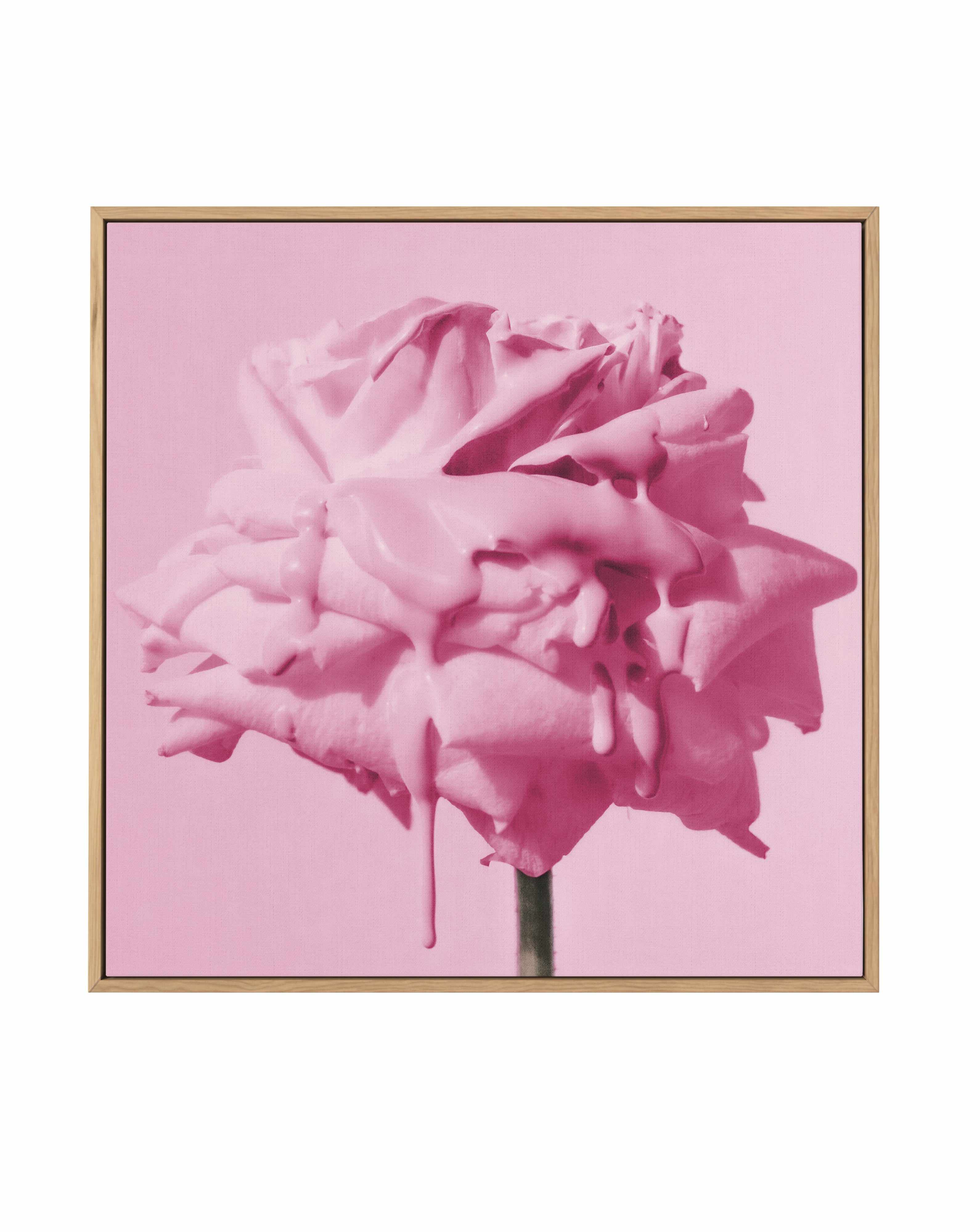 Wild Rose Pink Pop | Framed Canvas Art Print