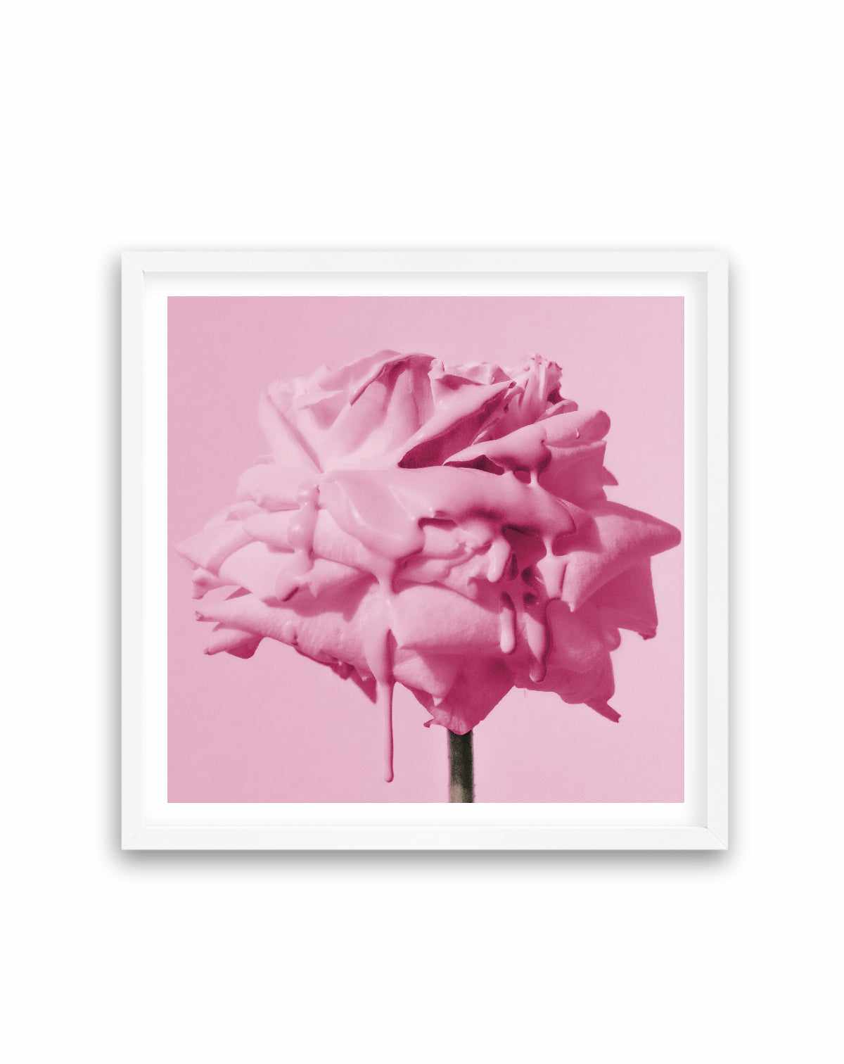 Wild Rose Pink Pop | Art Print